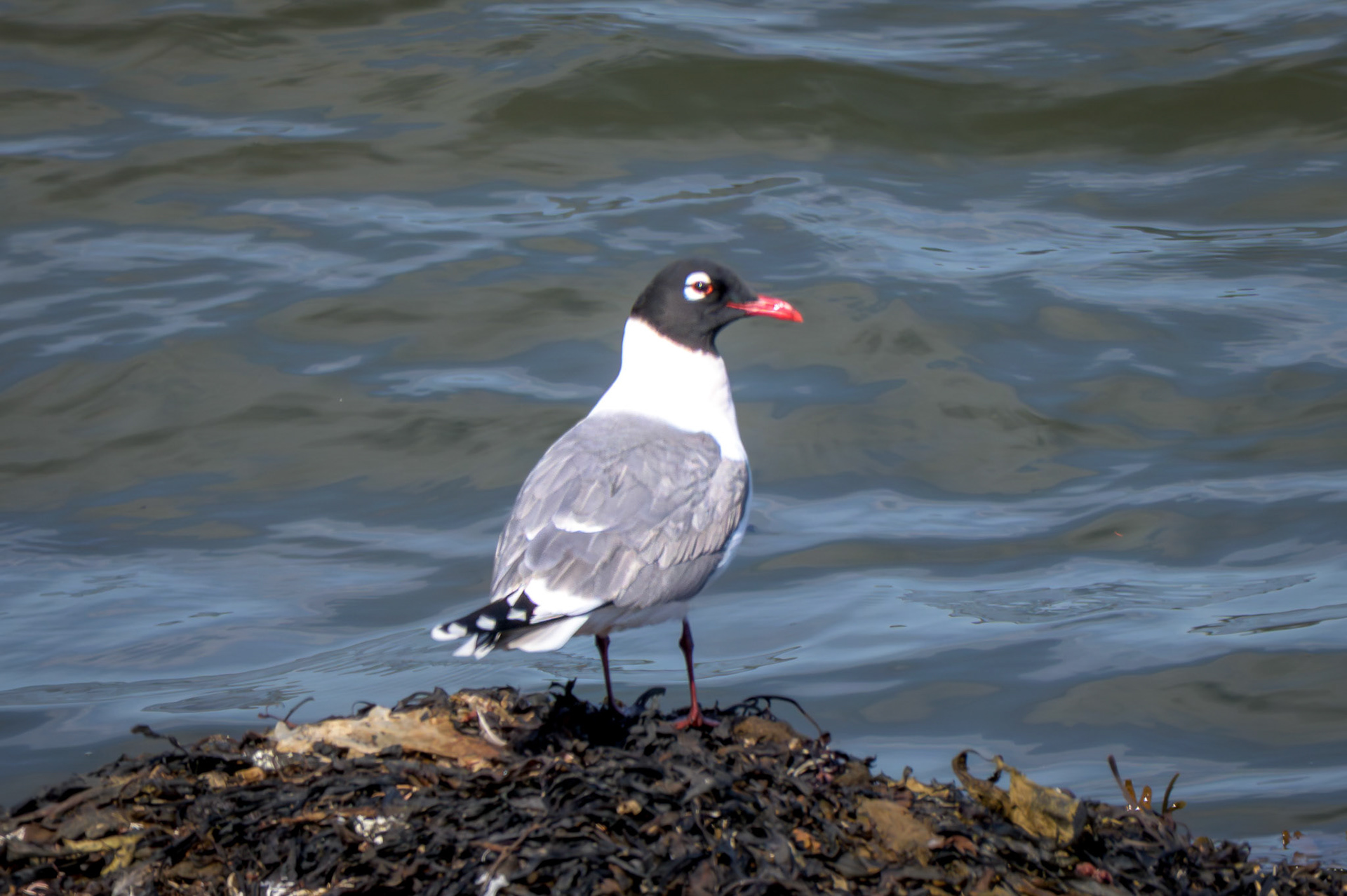Laughing Gull