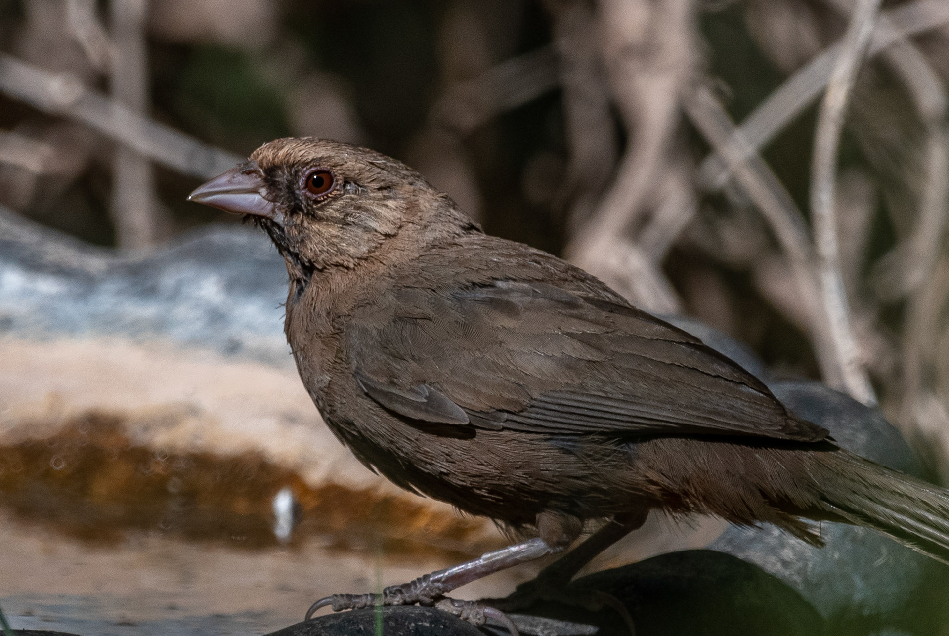 Abert's Towhee