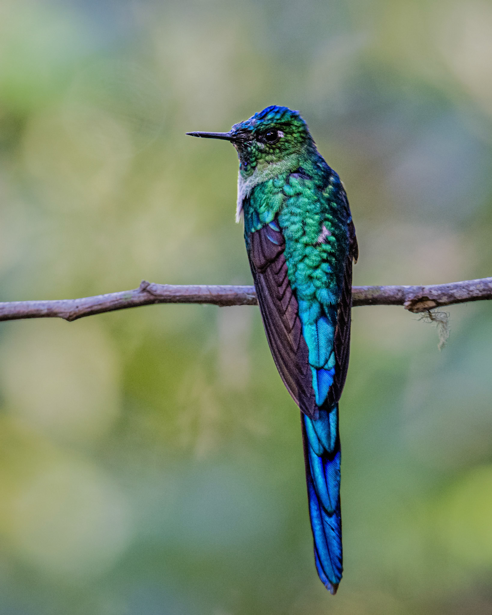 Long-tailed Sypj hummingbird