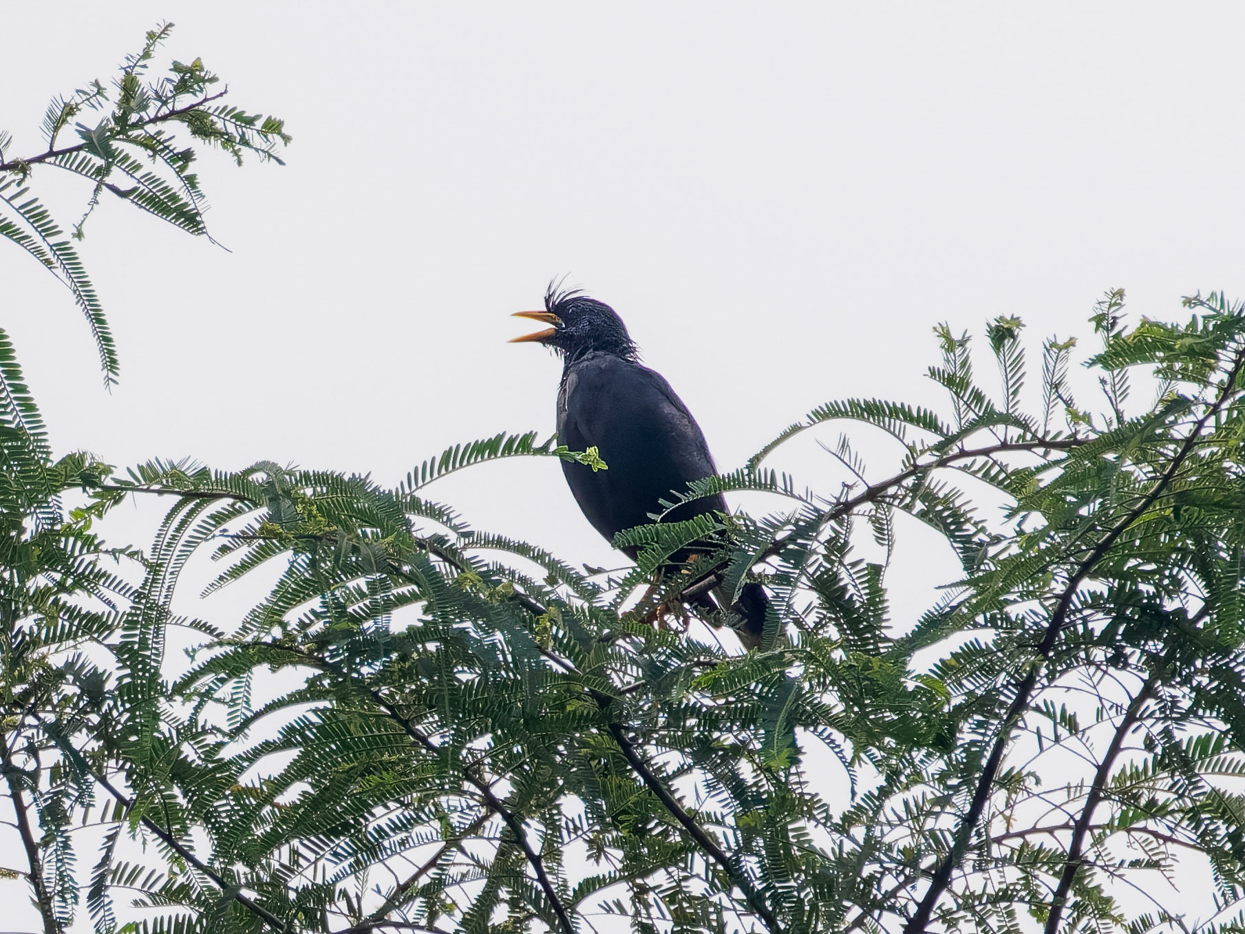 Hair-crested Drongo