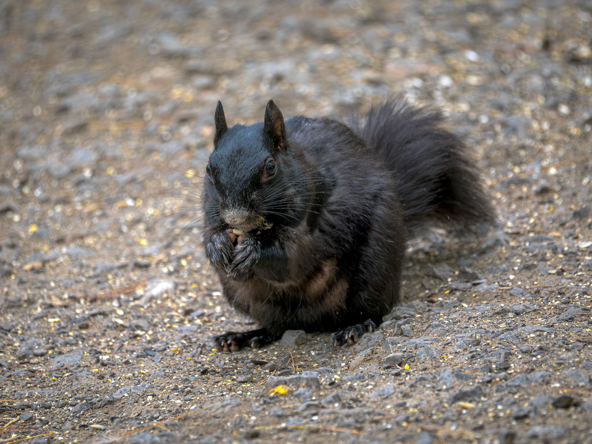 Black Squirrel