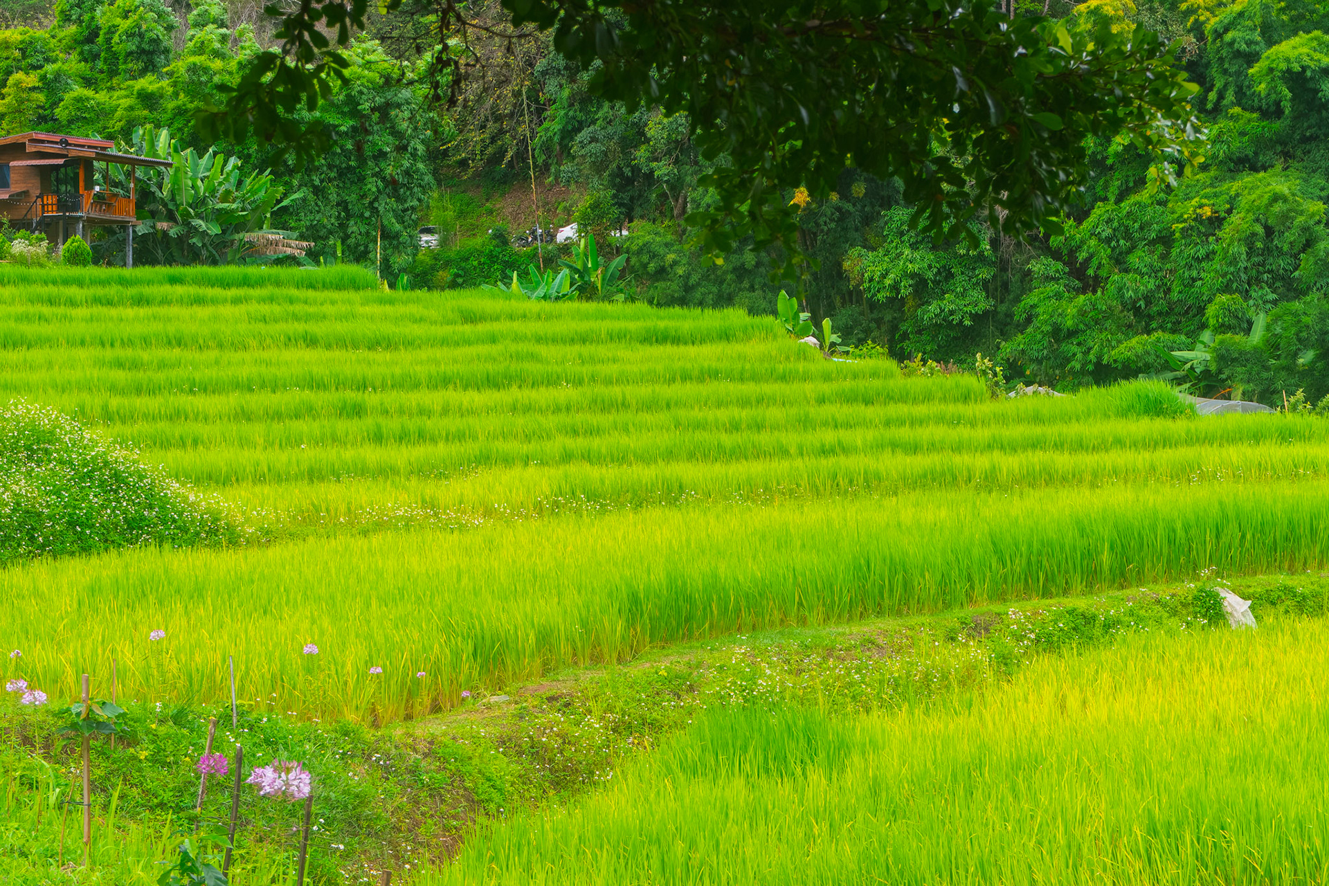 oi Inthanon National Park - Mae Klang Luang Village
