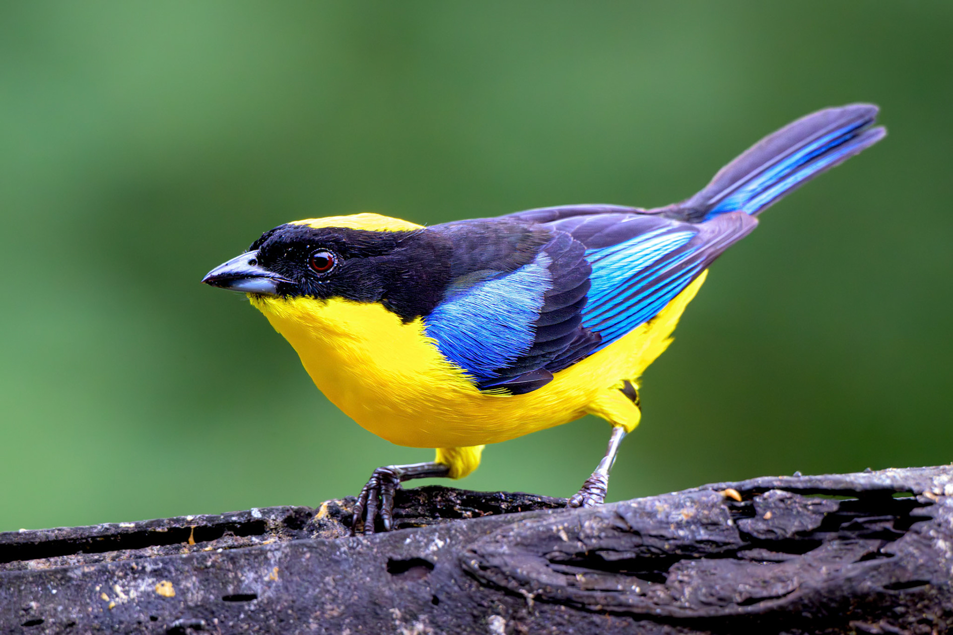 Blue-winged Mountain Tanager