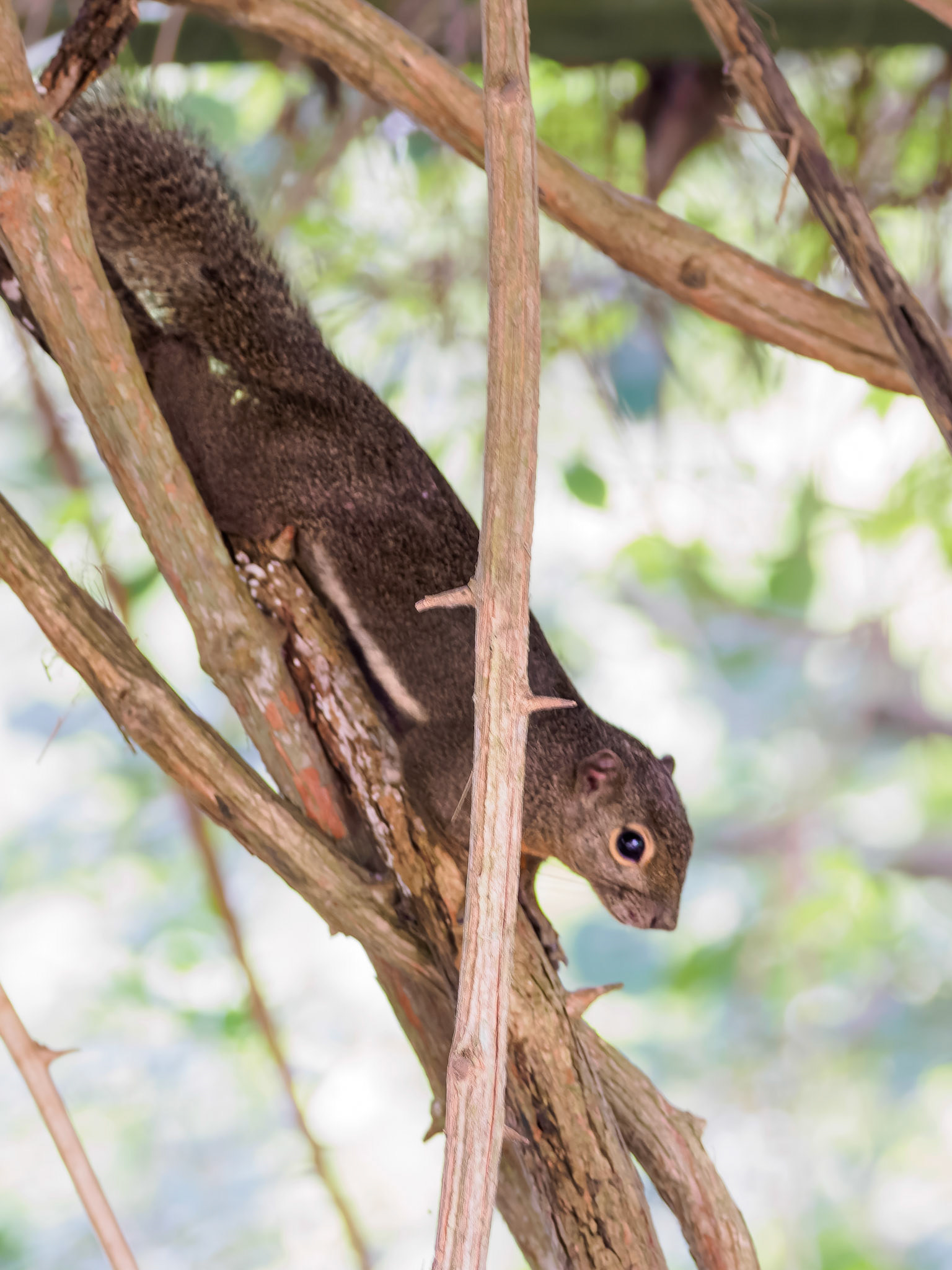Singapore Botanical Garden - Plantain Squirrel