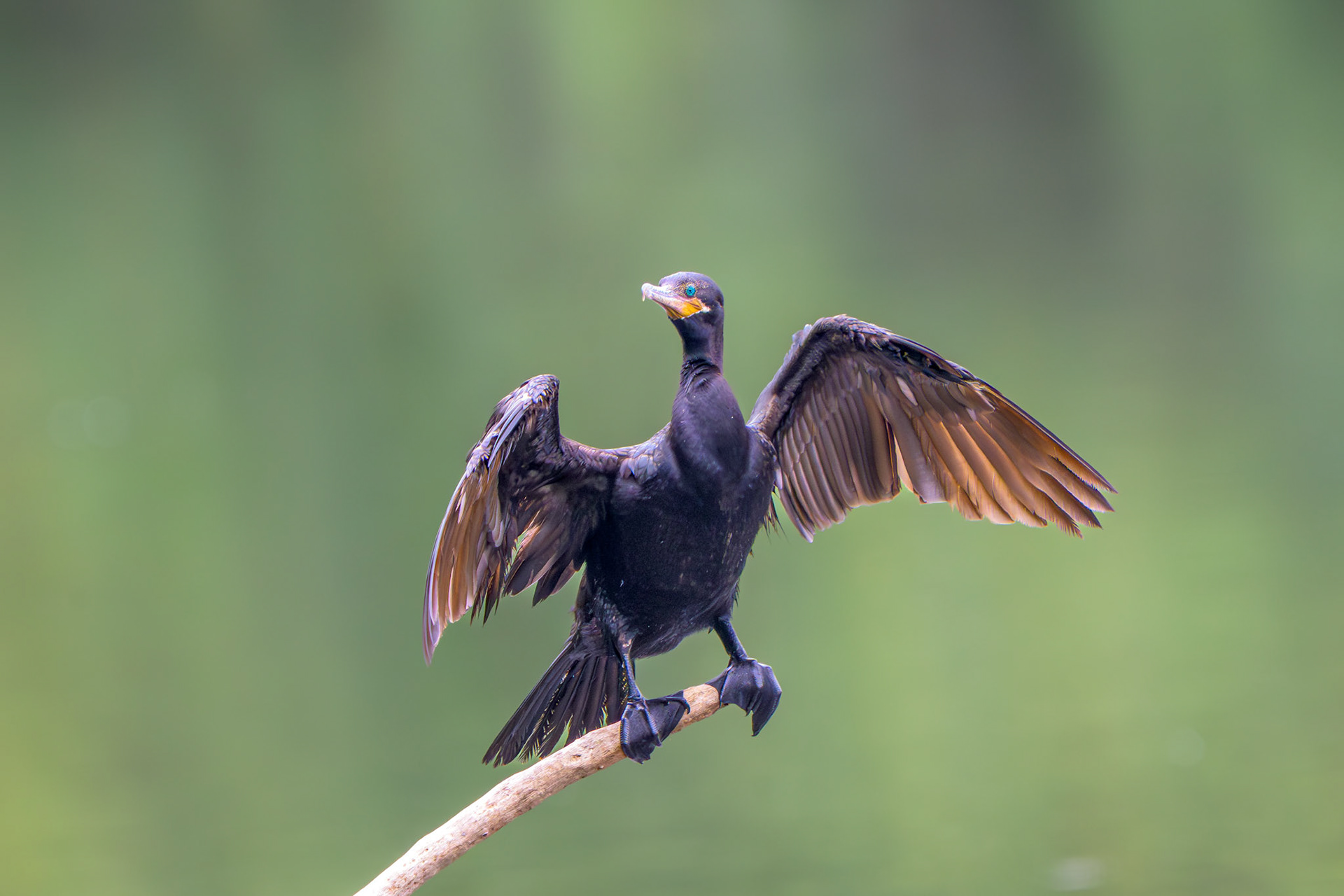 Neotropic Cormorant