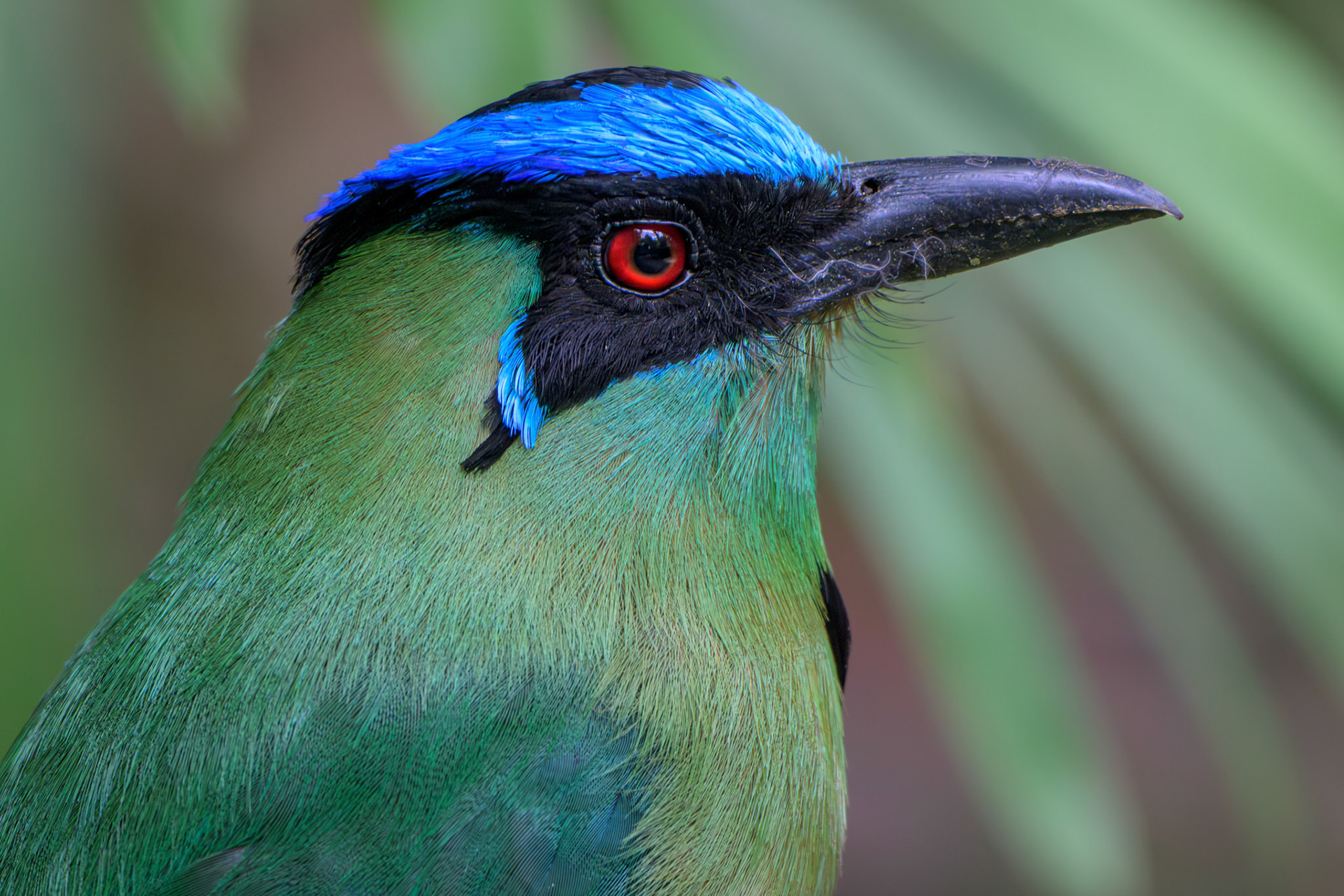 Andean Motmot