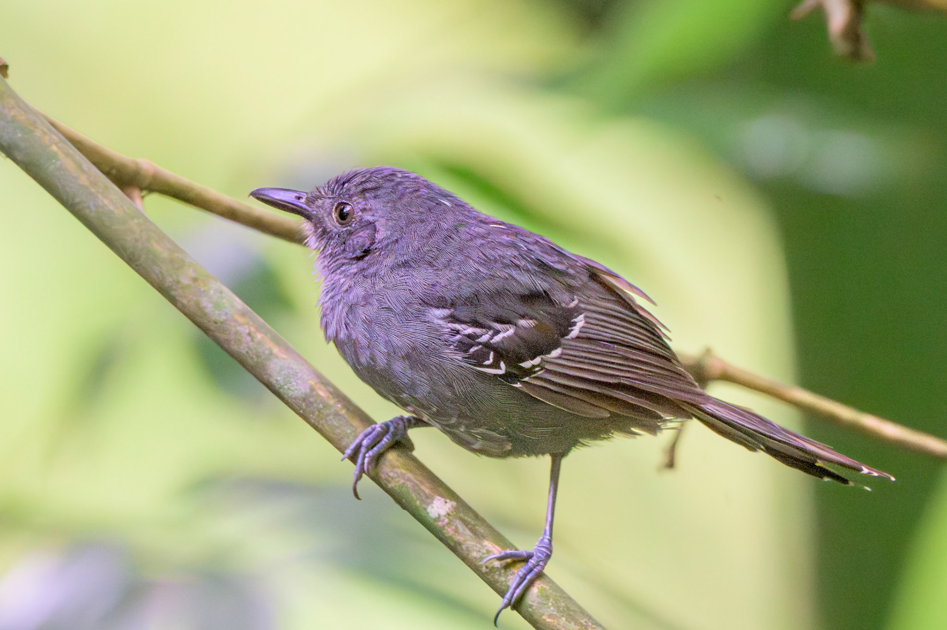Parker's Antbird