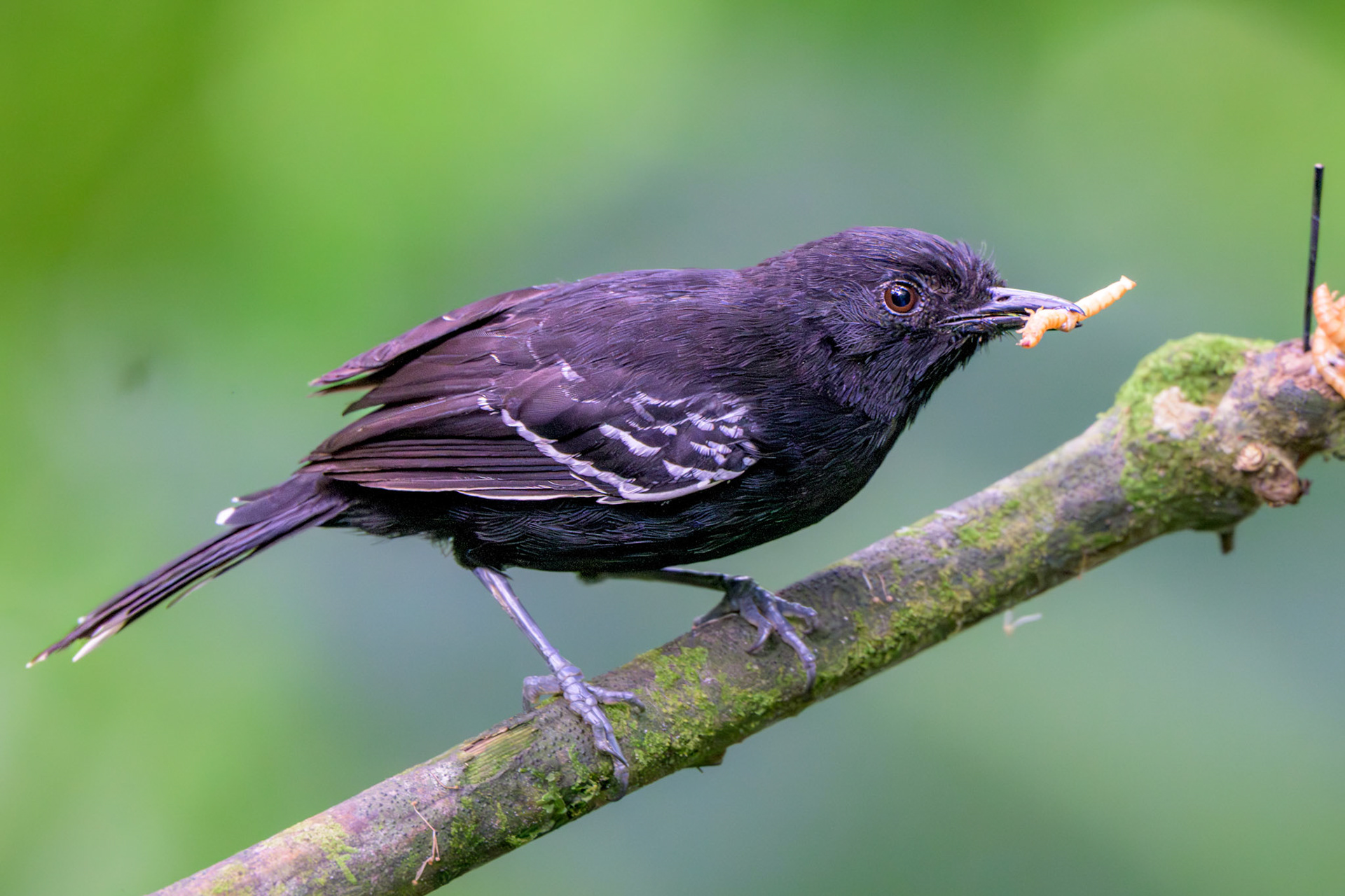 Jet Antbird