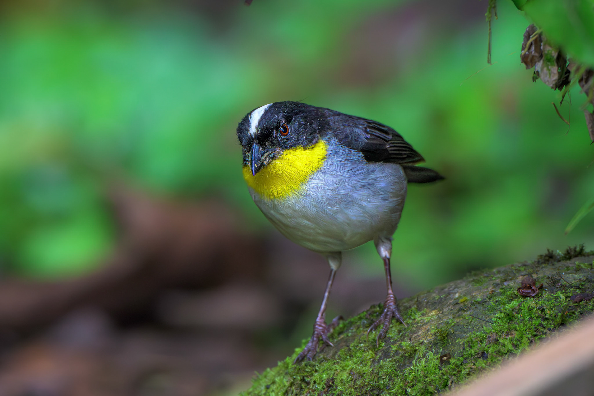 White-naped Brushfinch