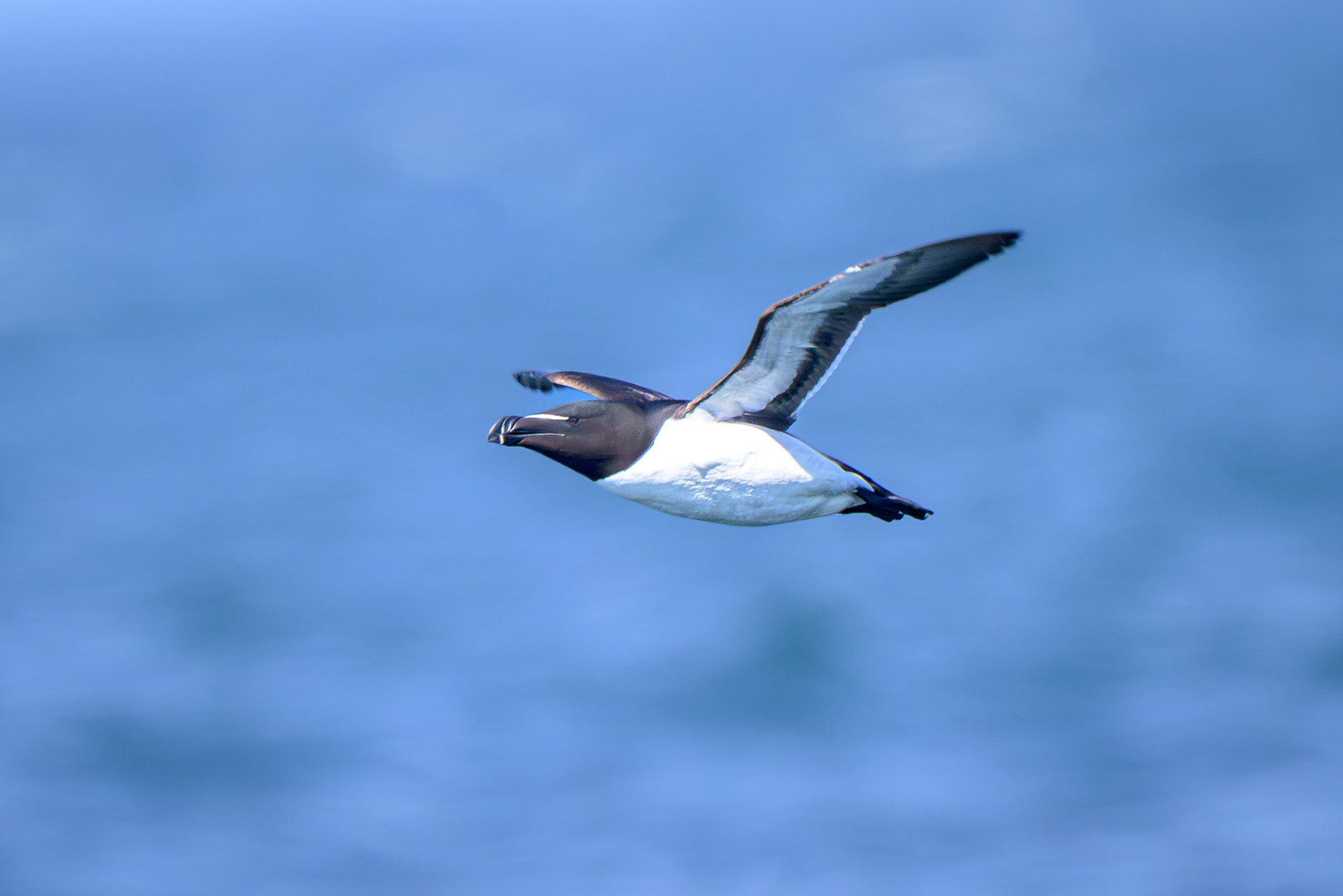 Razorbill