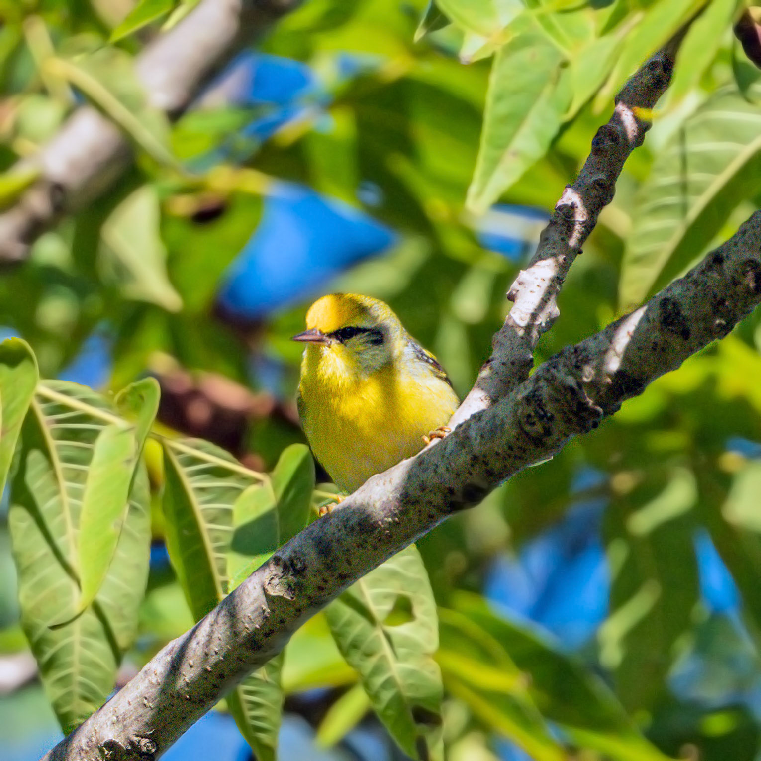 Blue-winged warbler