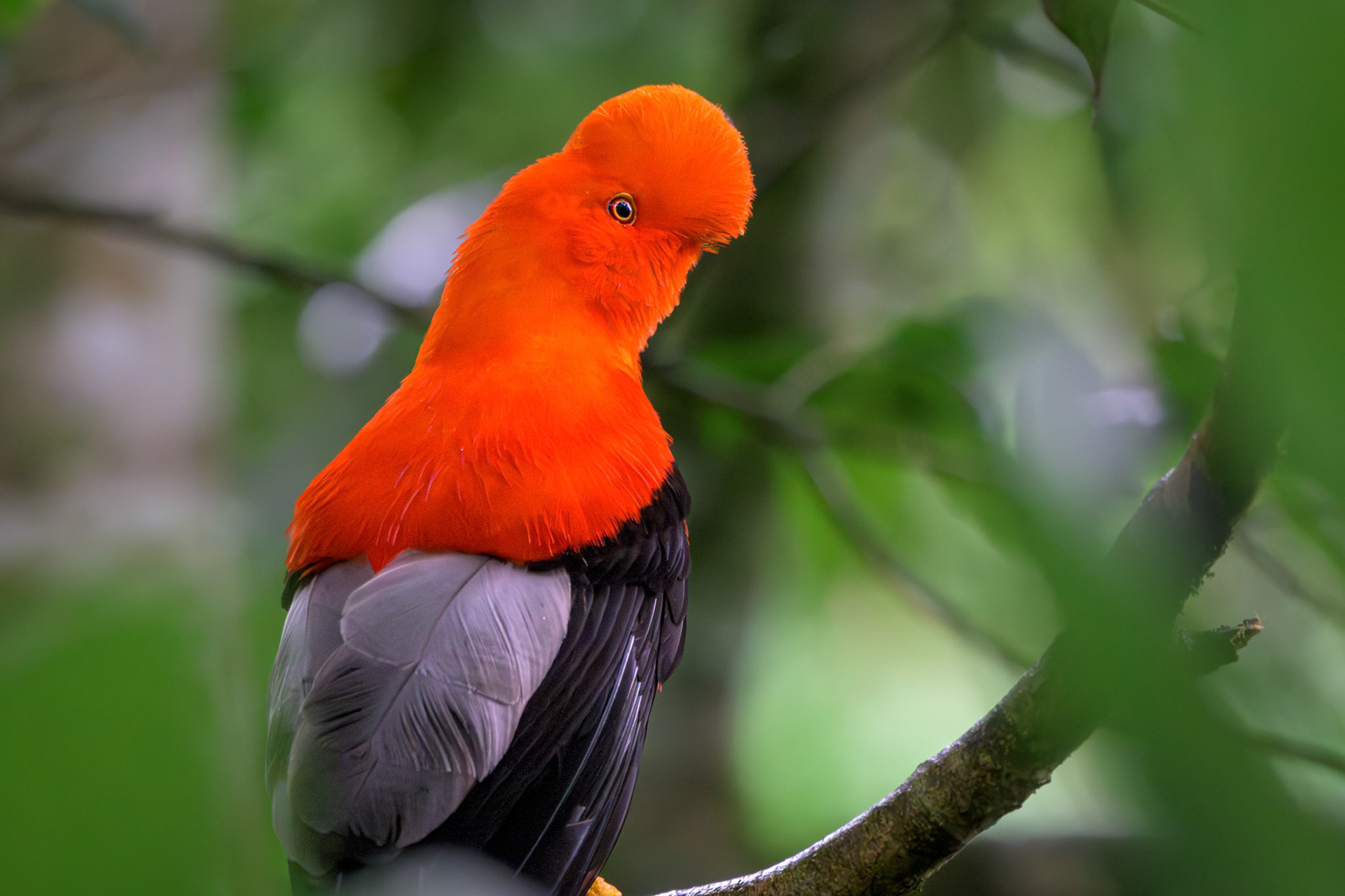 Andean Cock of the Rock