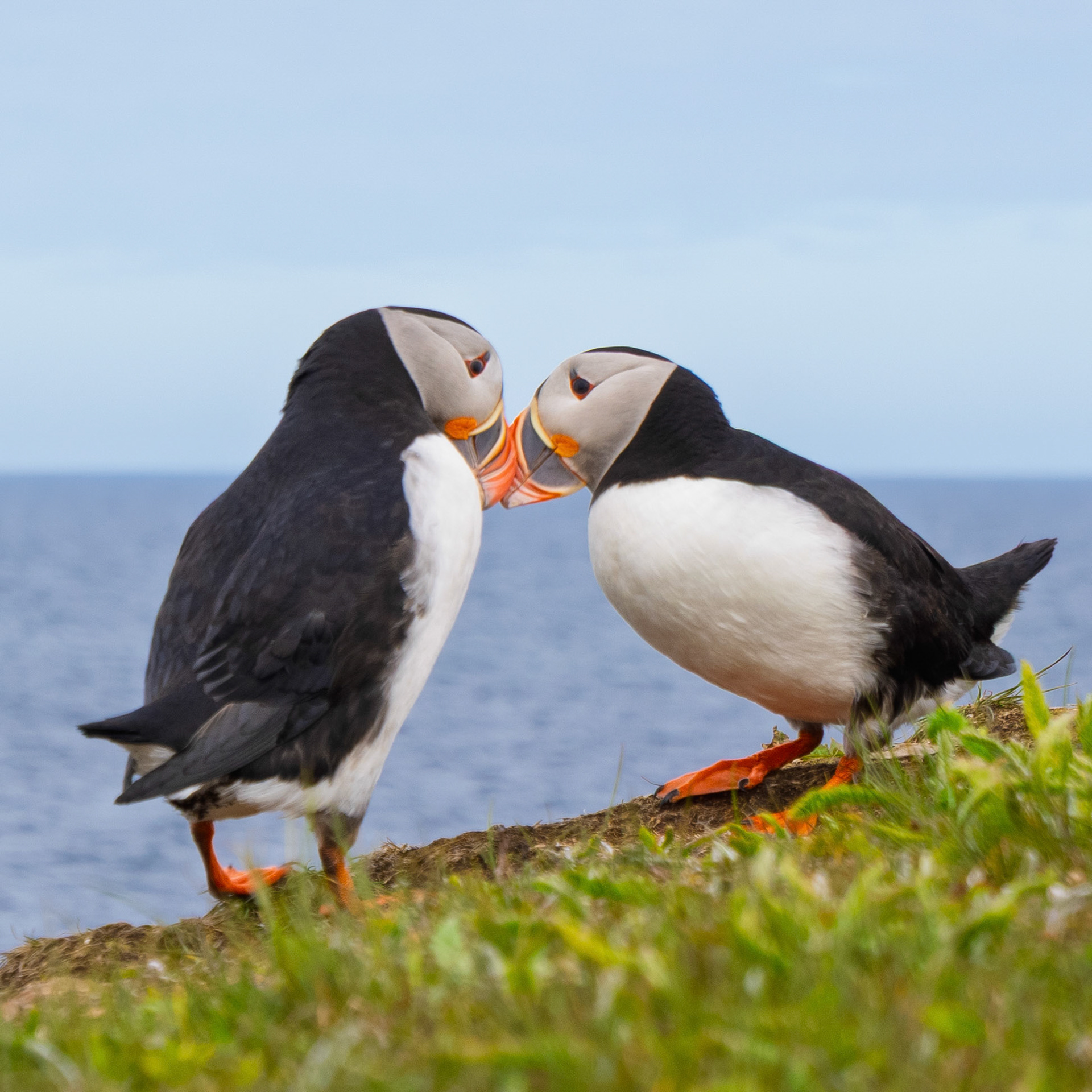 Atlantic Puffin
