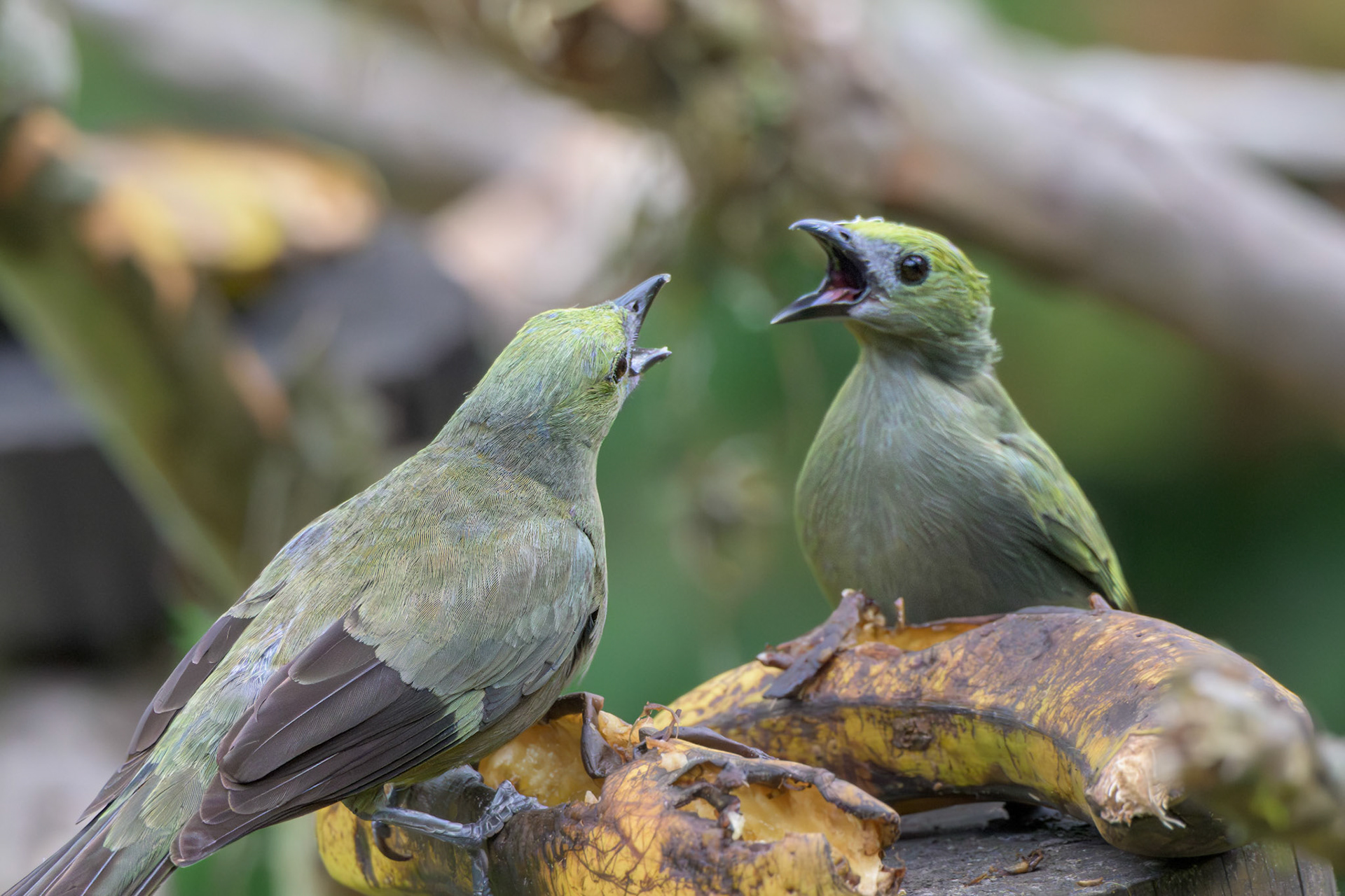 Palm Tanager
