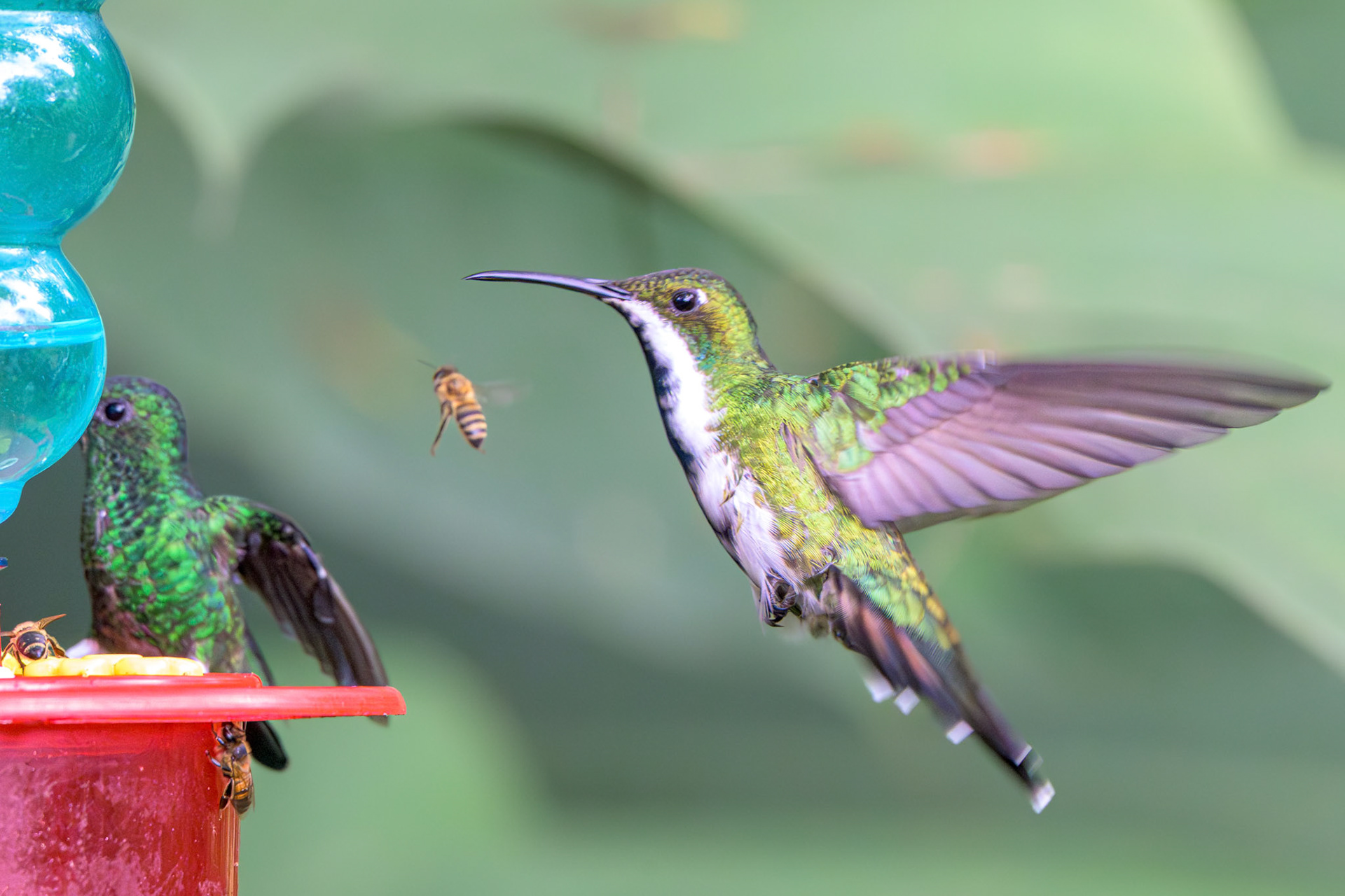 Black-throated Mango