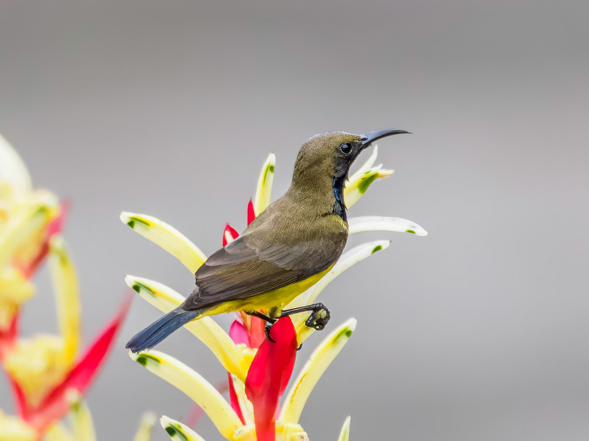Ornate Sunbird