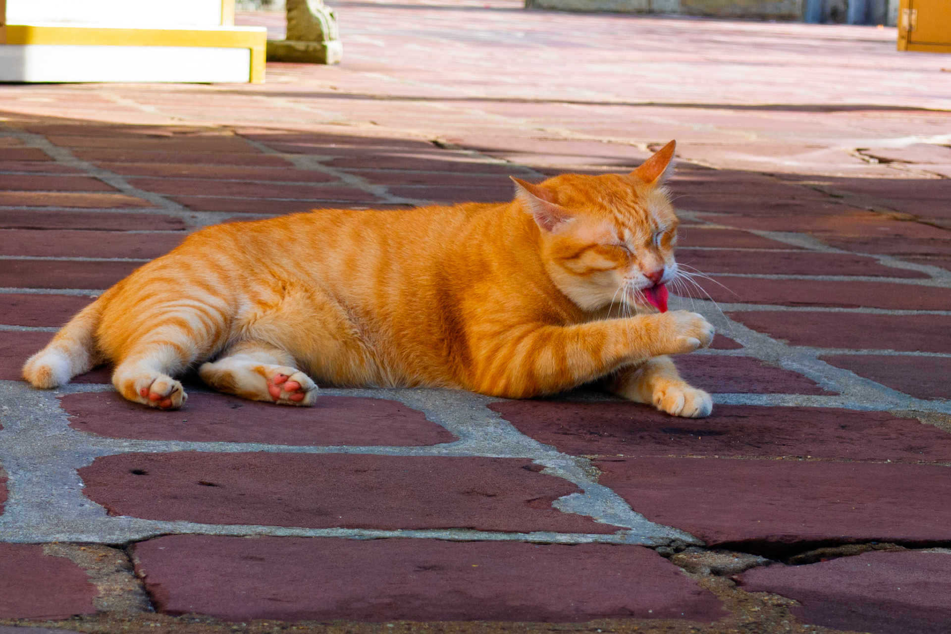 Bangkok - Wat Pho predator
