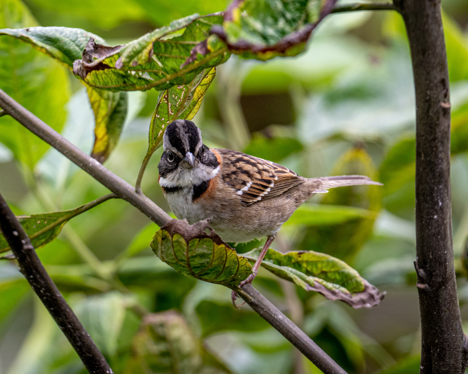 Rufous-collared sparrow