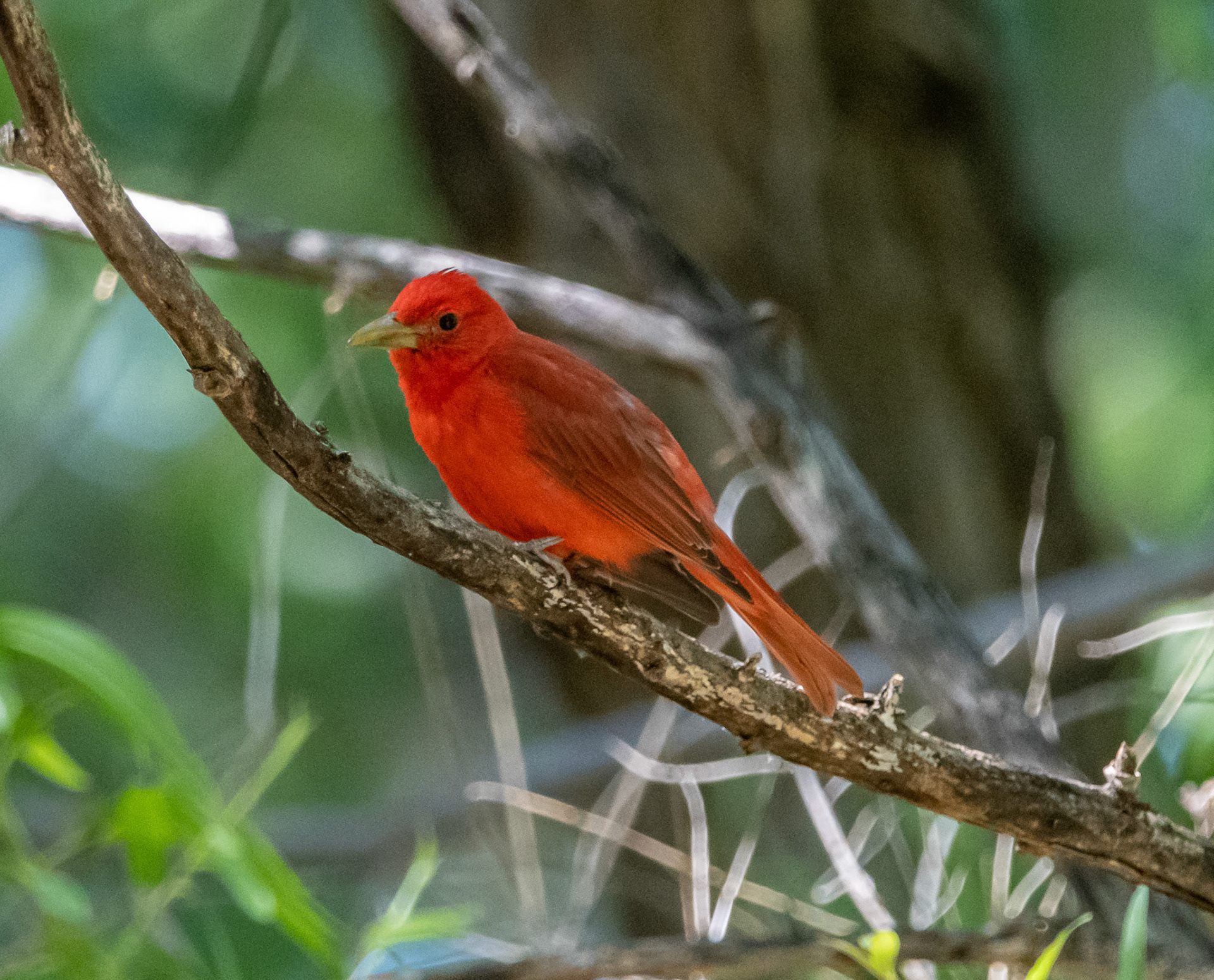 Summer Tanager