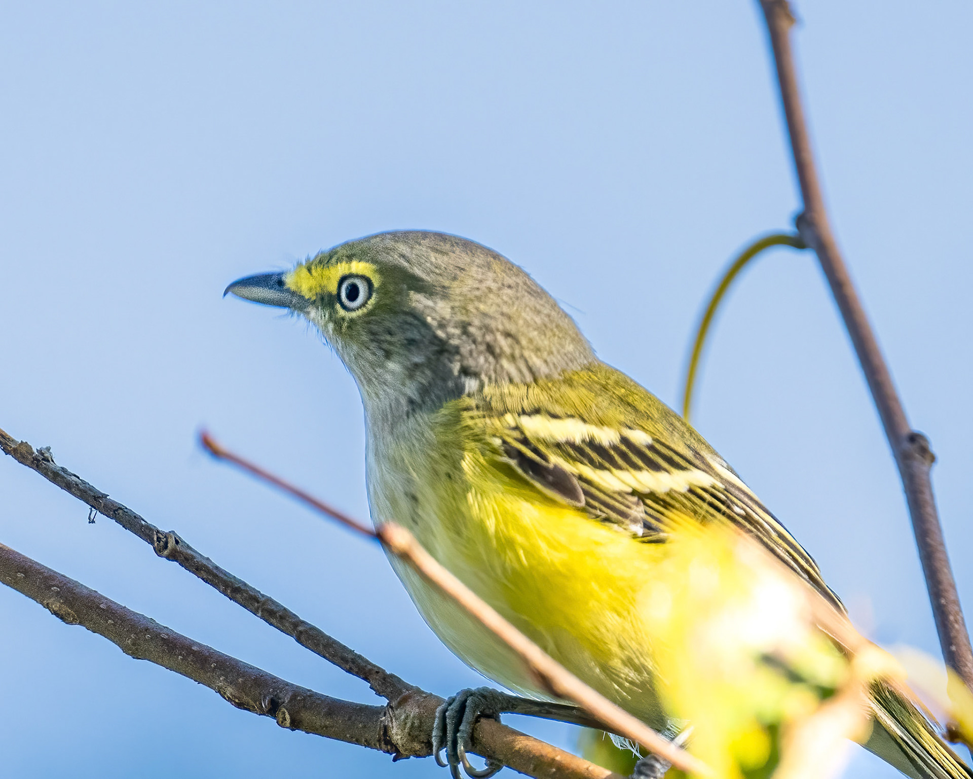 White-eyed vireo
