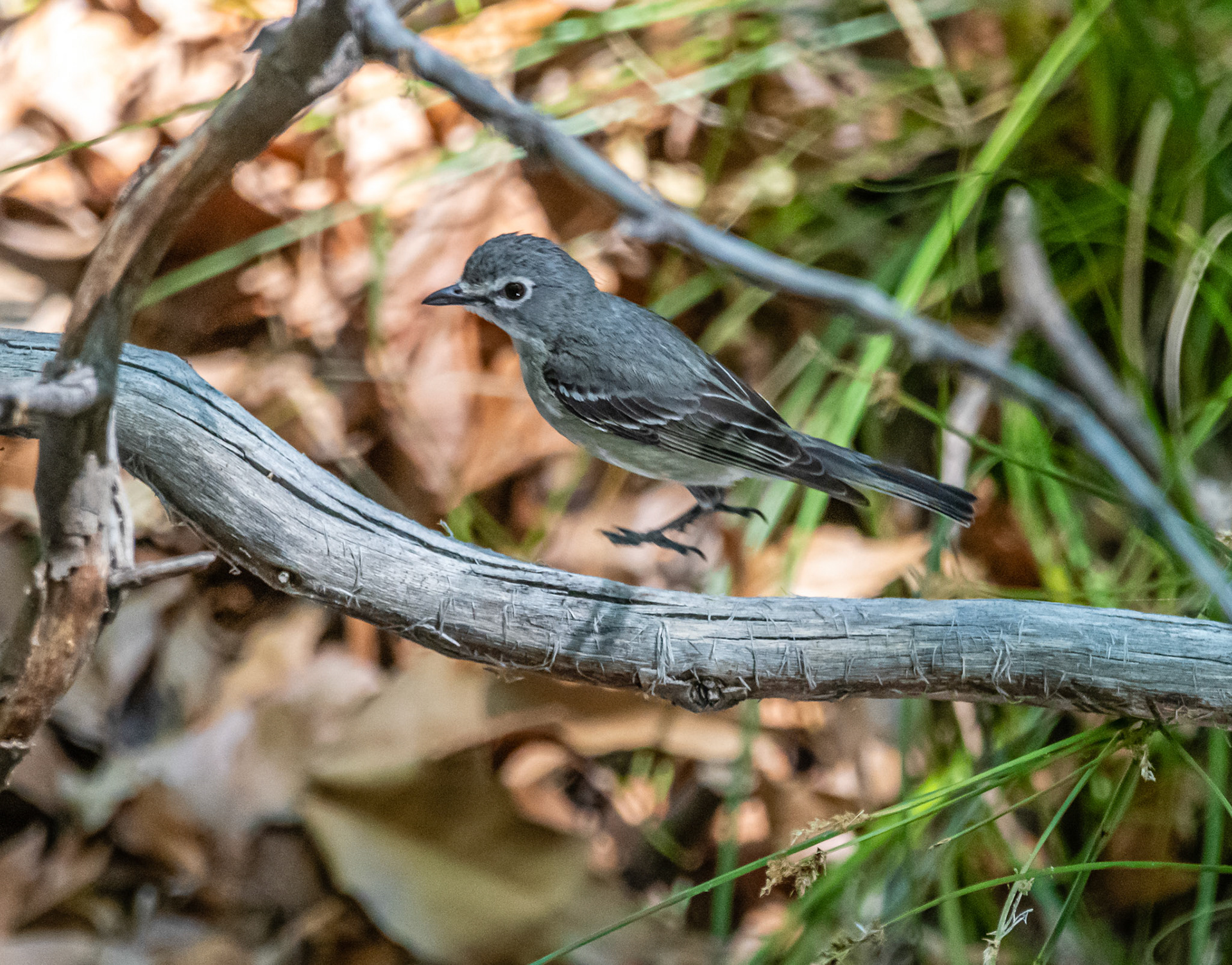 Plumbeous vireo