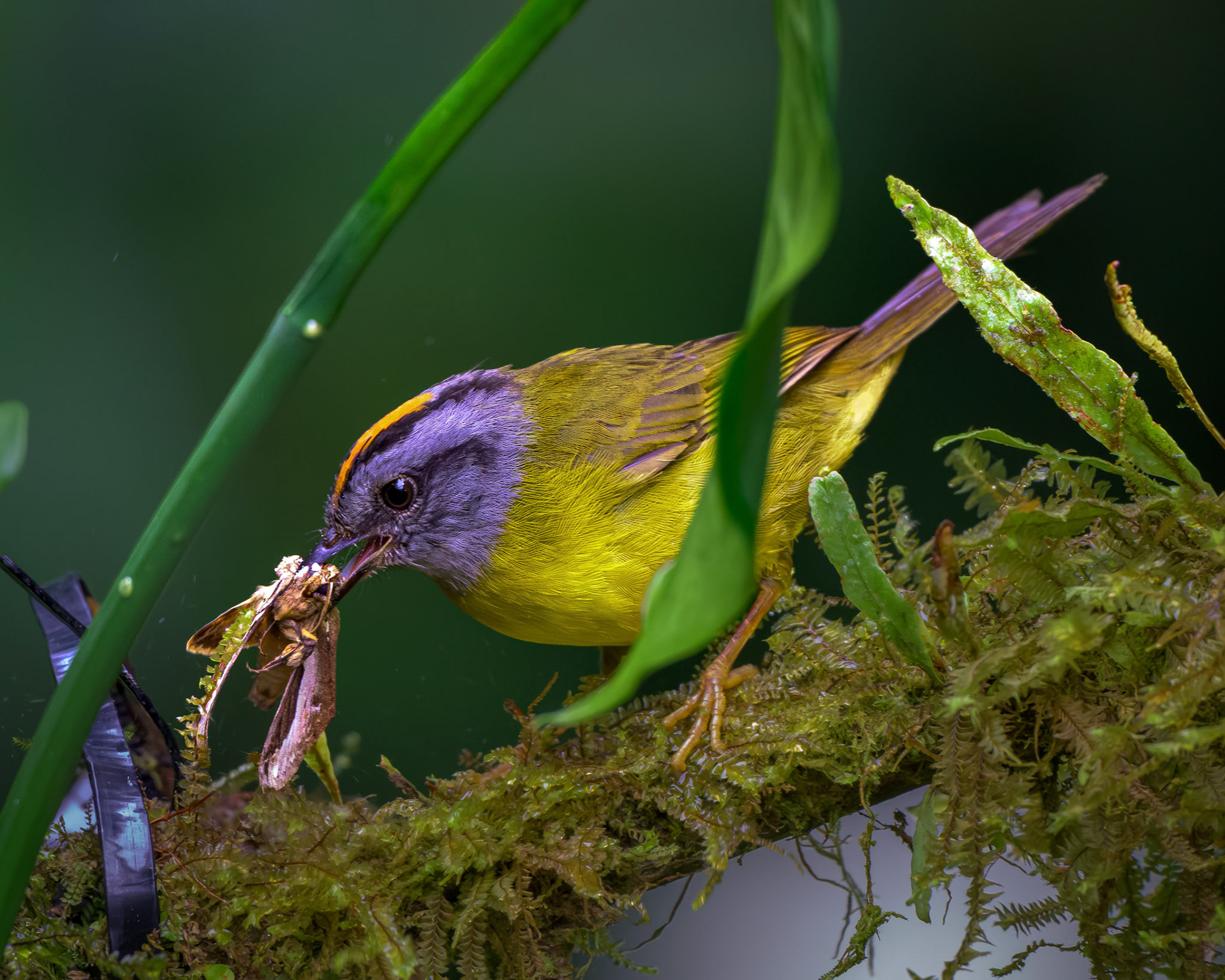 Russet-crowned Warbler