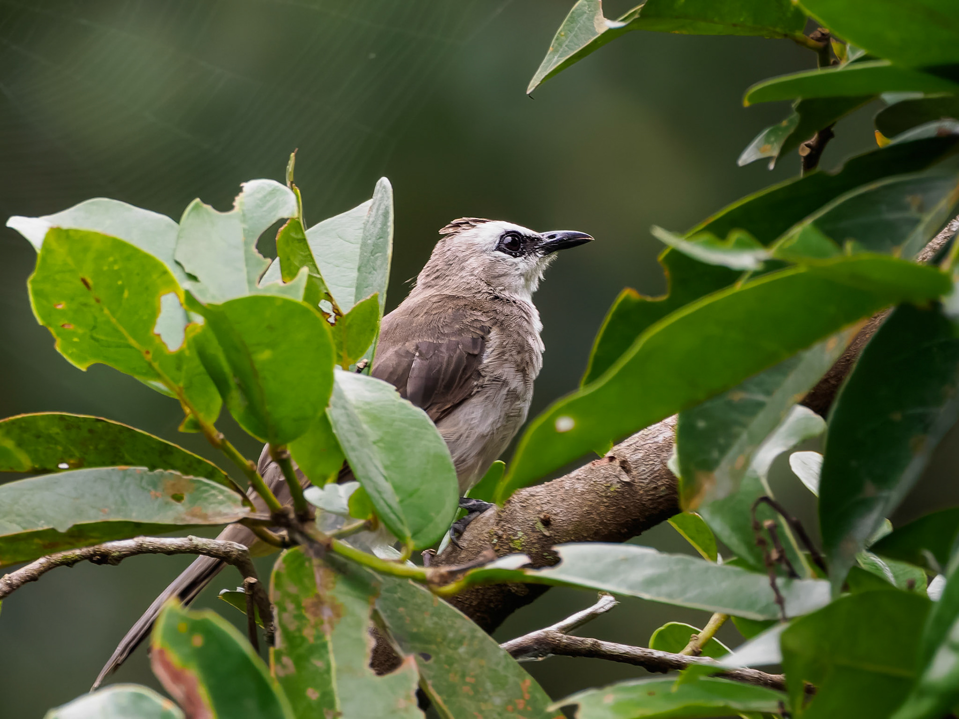 Olive-winged Bulbul