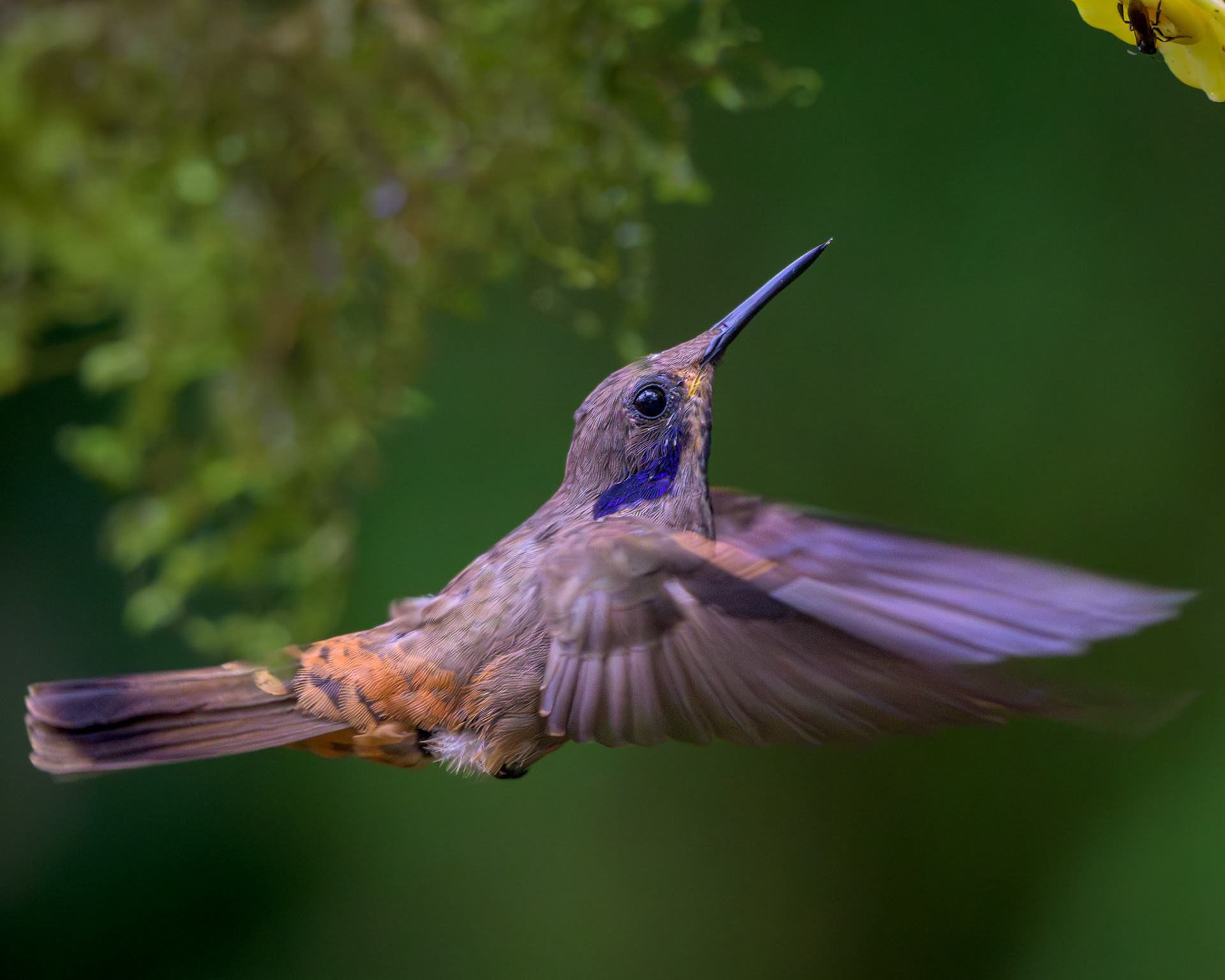 Brown Violetear