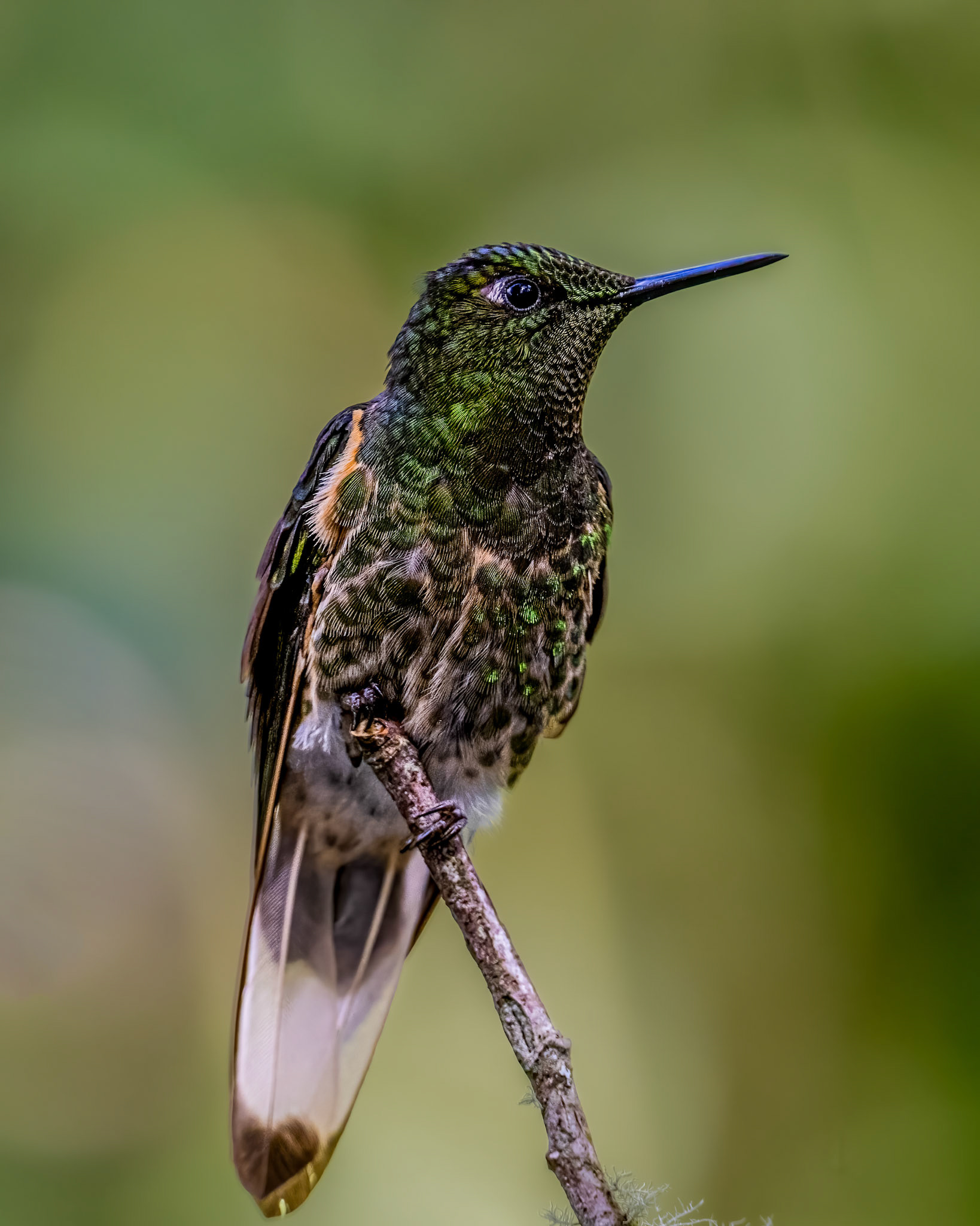 Buff-tailed coronet hummingbird