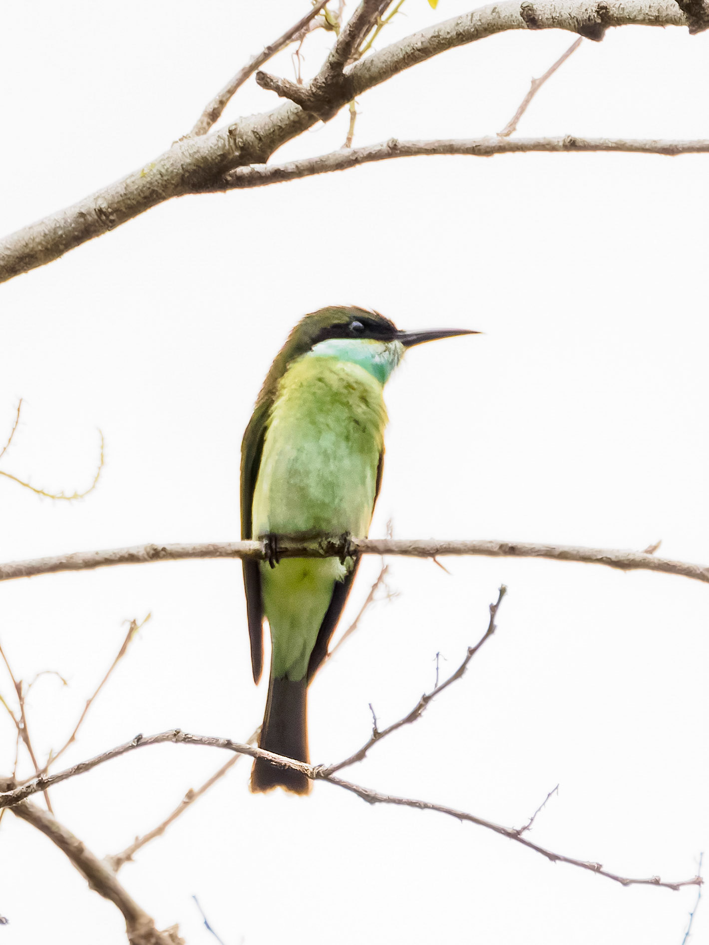 Blue-throated Bee-eater