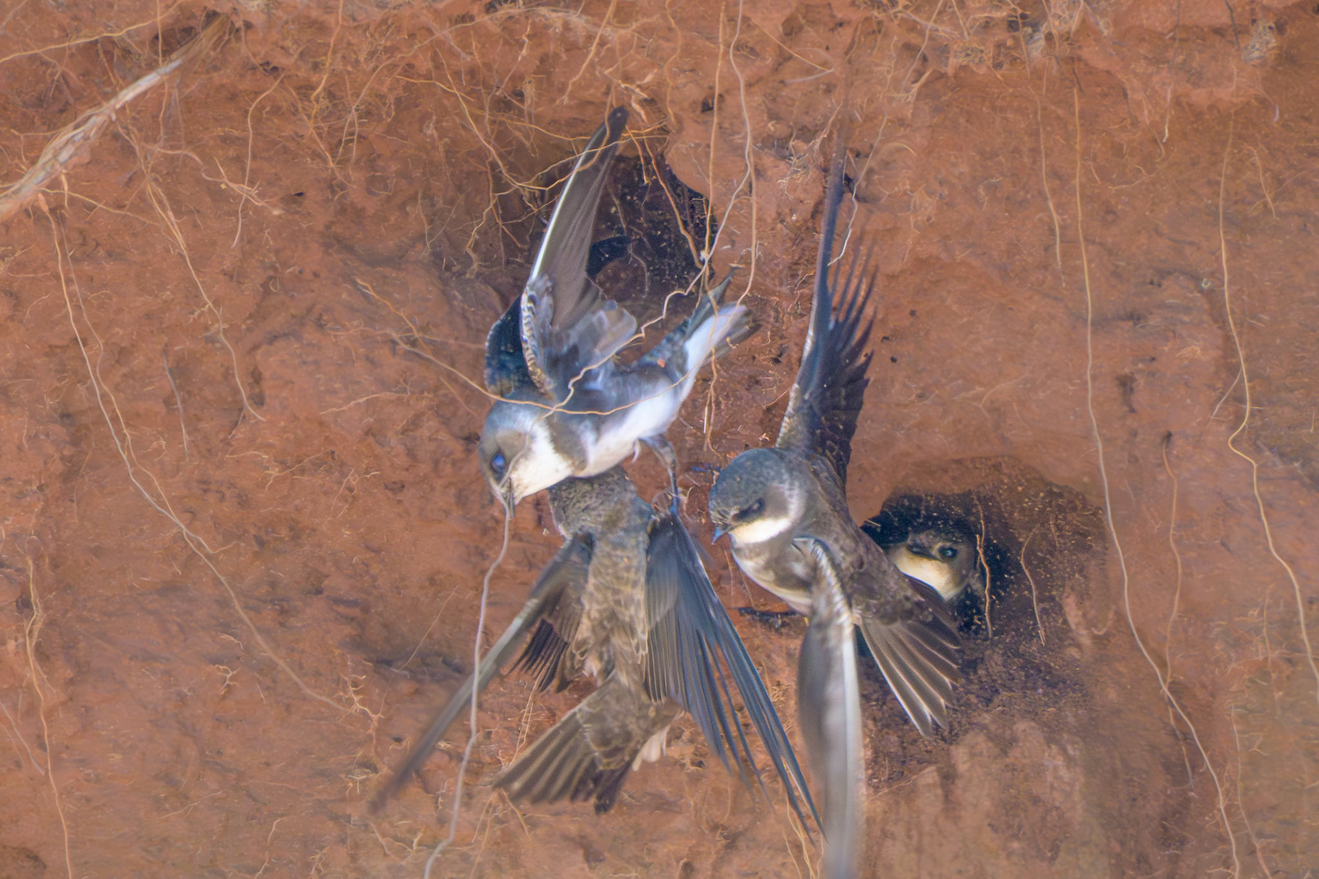 Bank Swallow