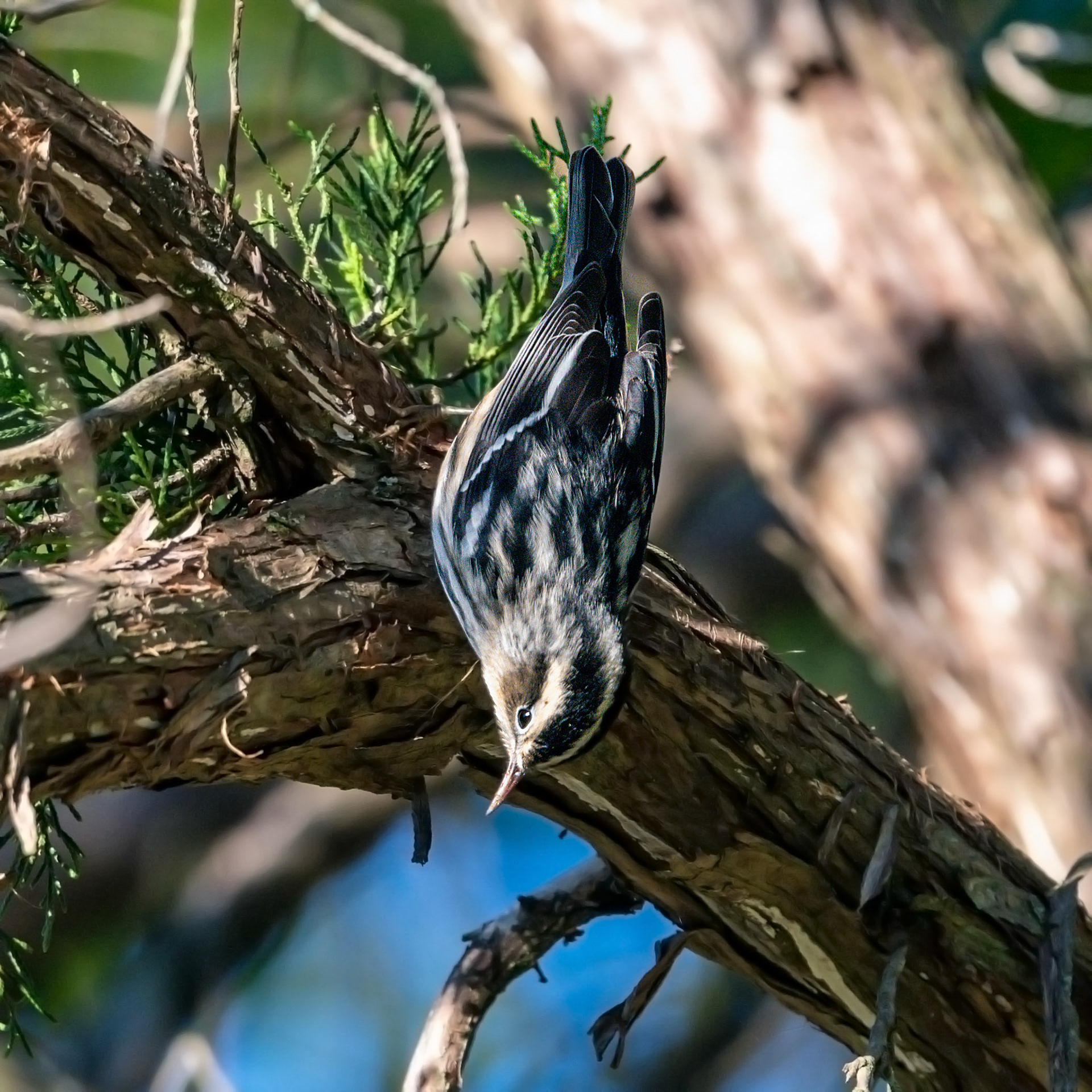 Black and white warbler