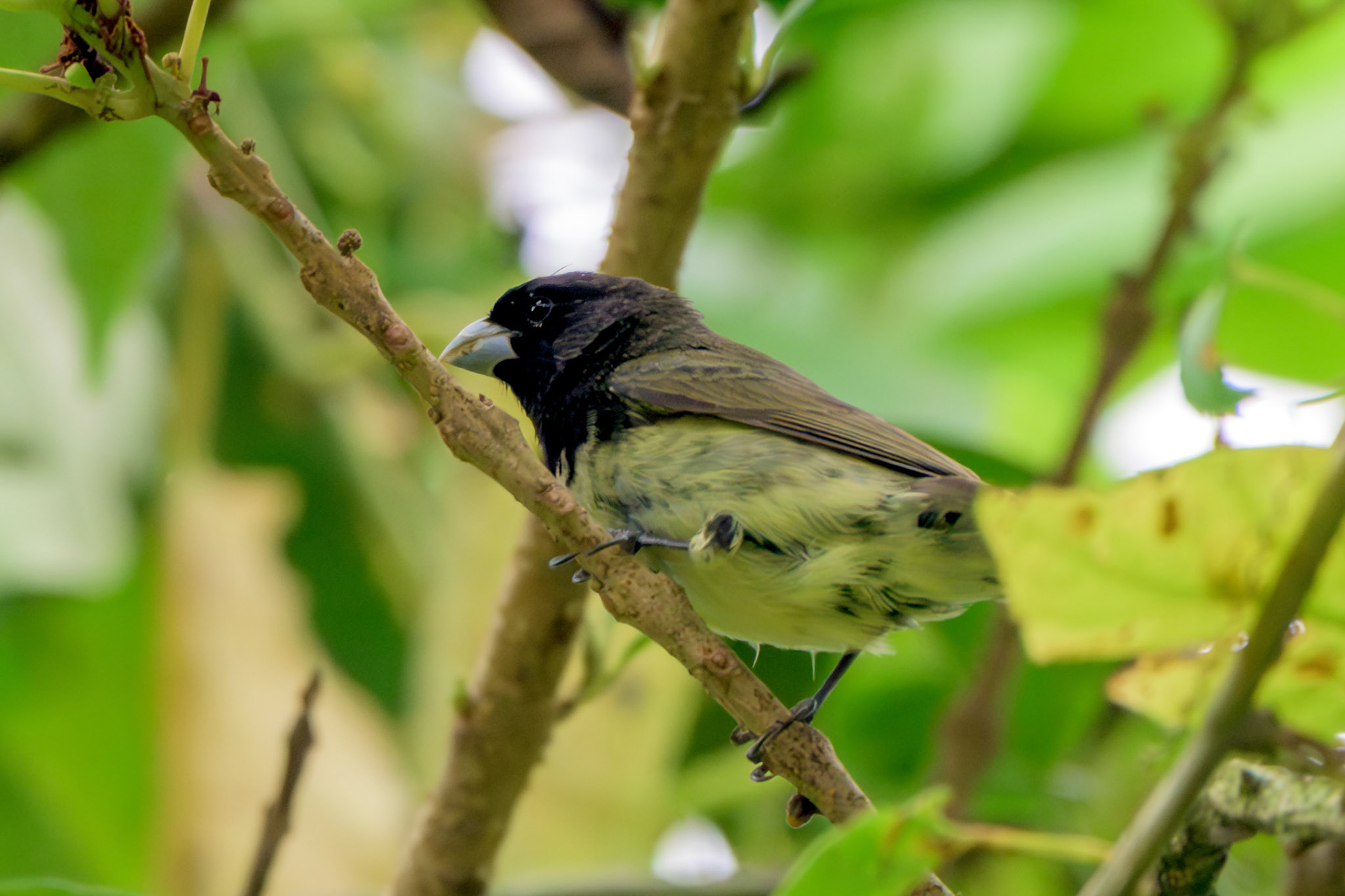 Yellow-bellied Seedeater