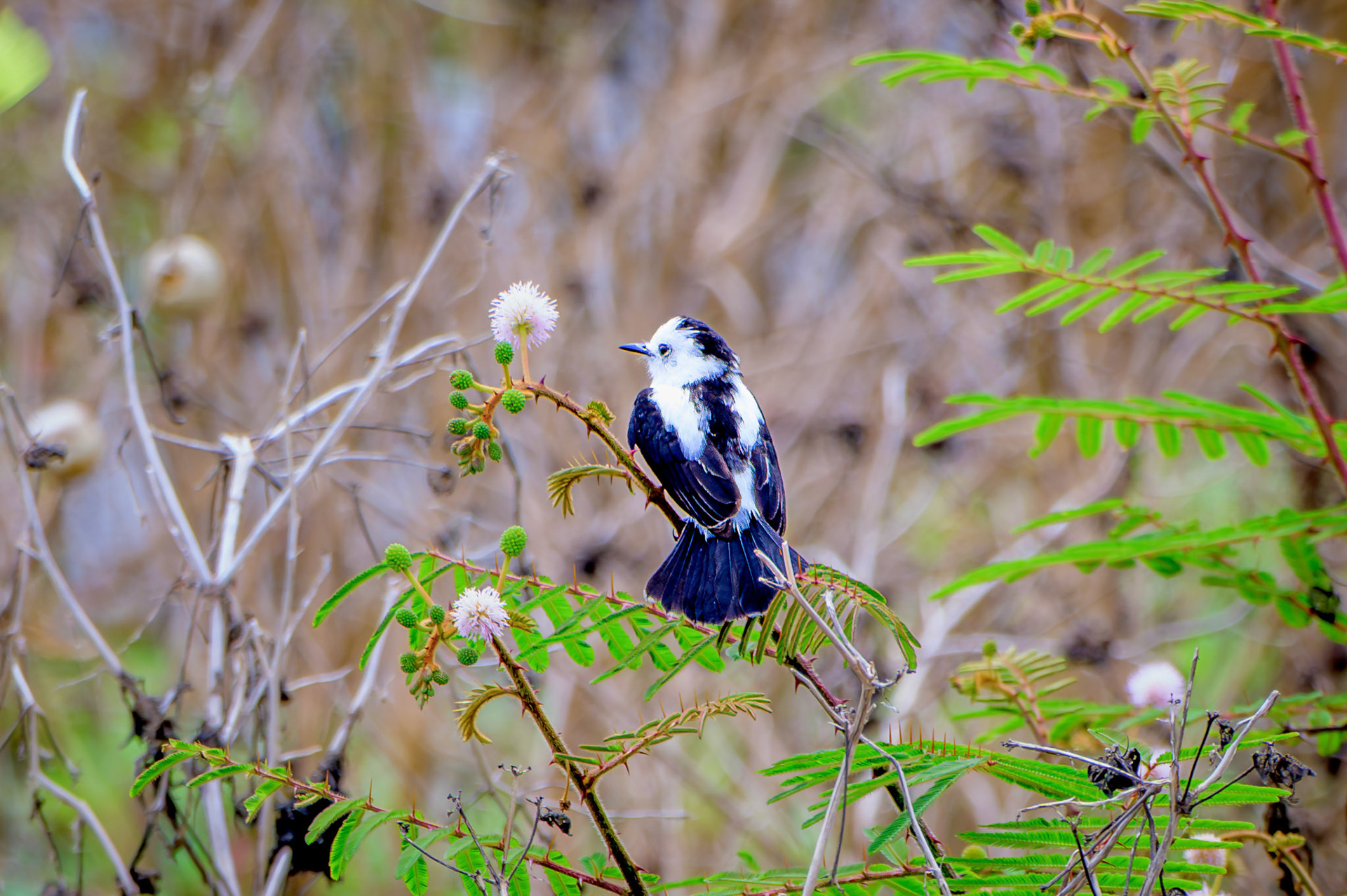 Pied Water-Tyrant