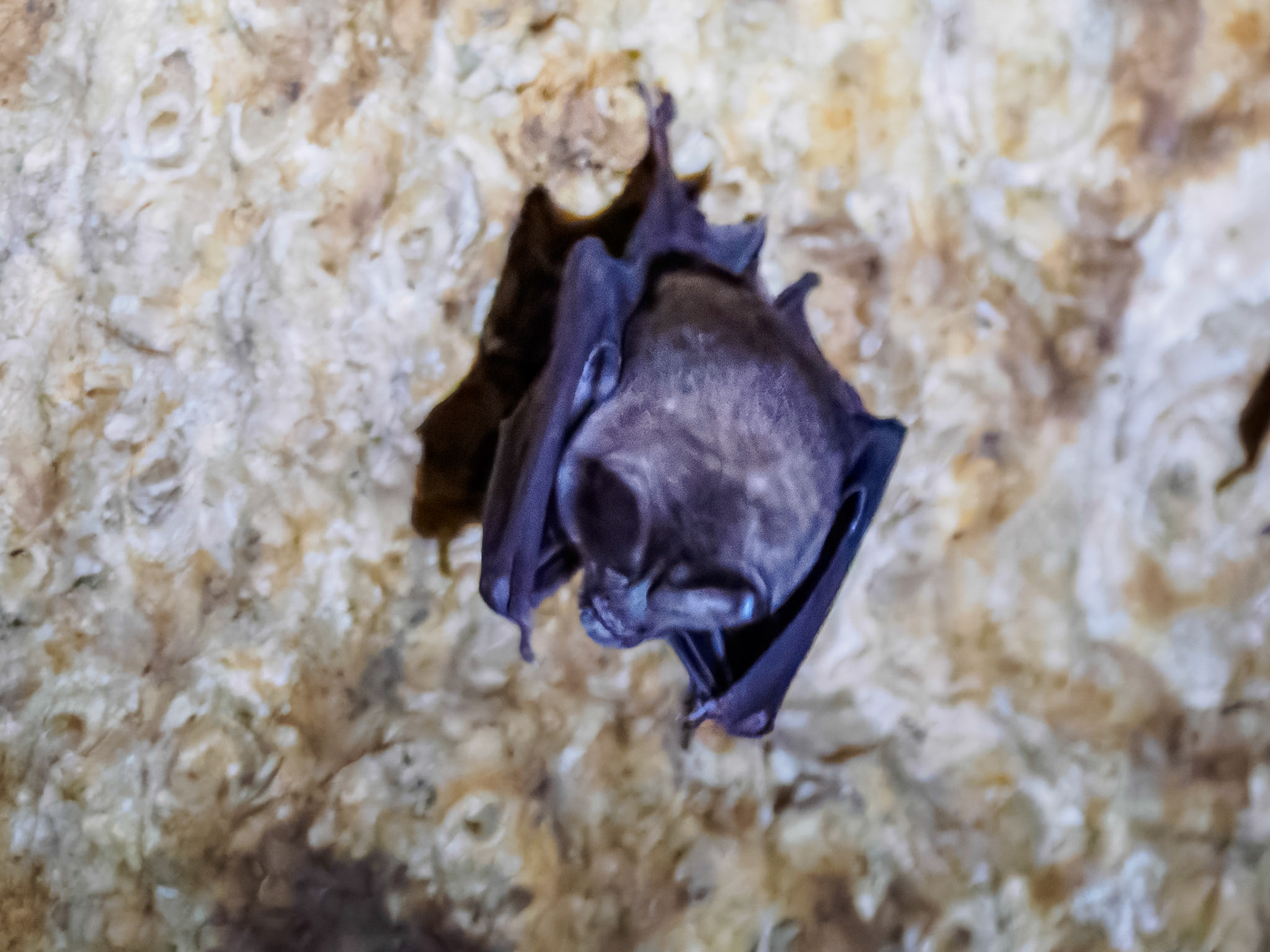 Khao Yai NP - Horseshoe bat