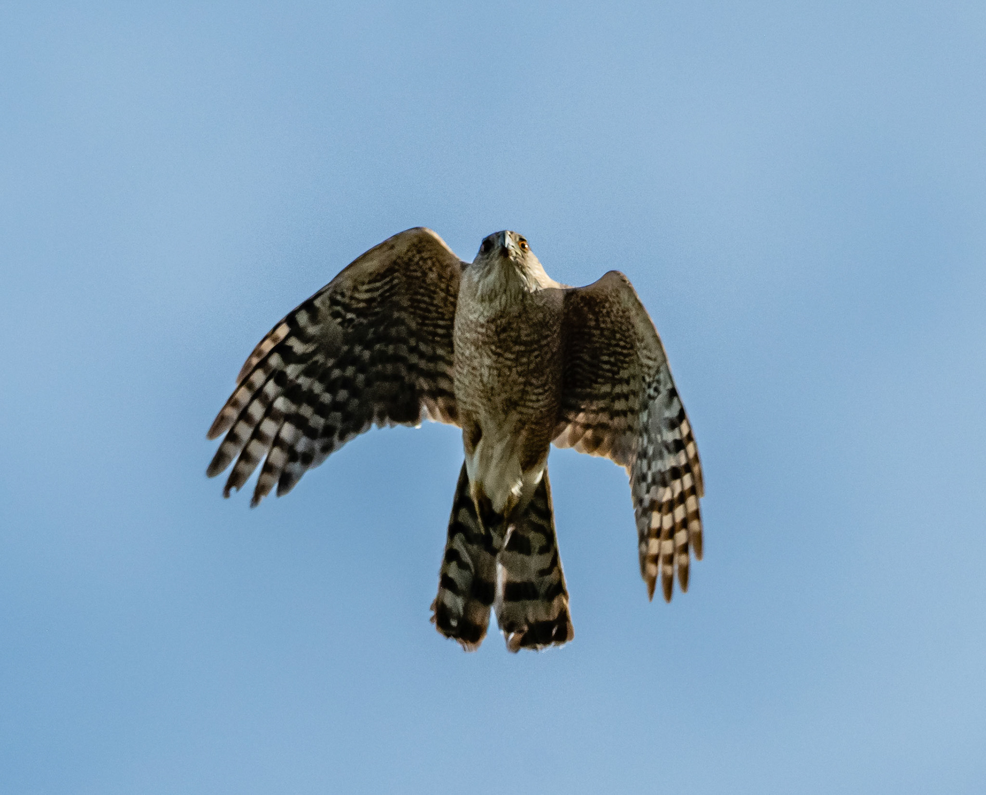 Cooper's hawk