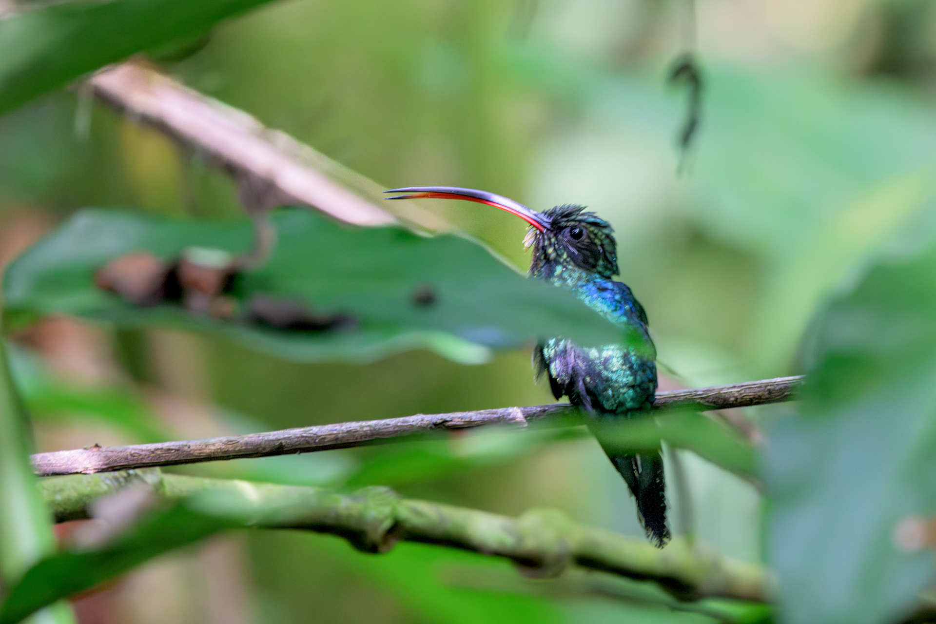 Green Hermit