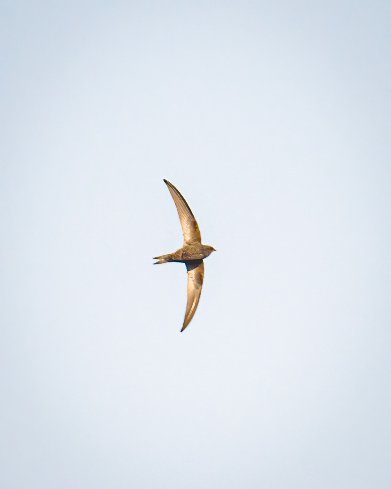 Common swift