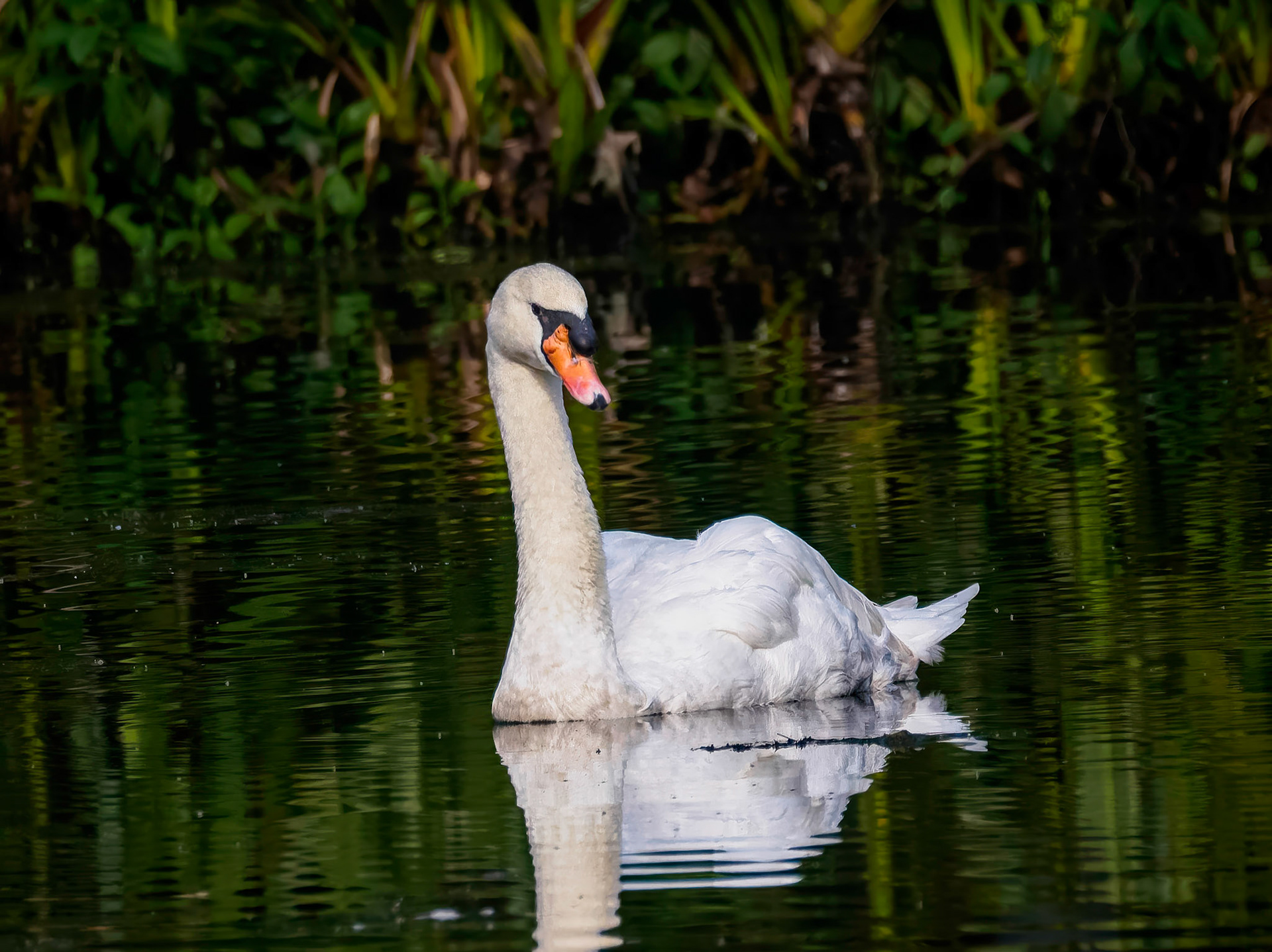 Mute Swan
