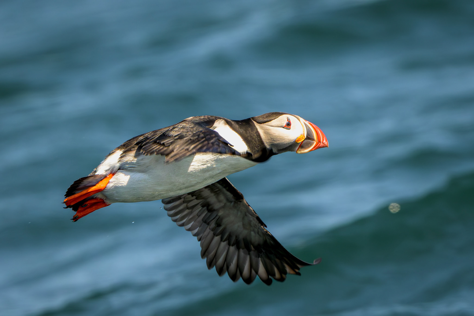 Atlantic Puffin