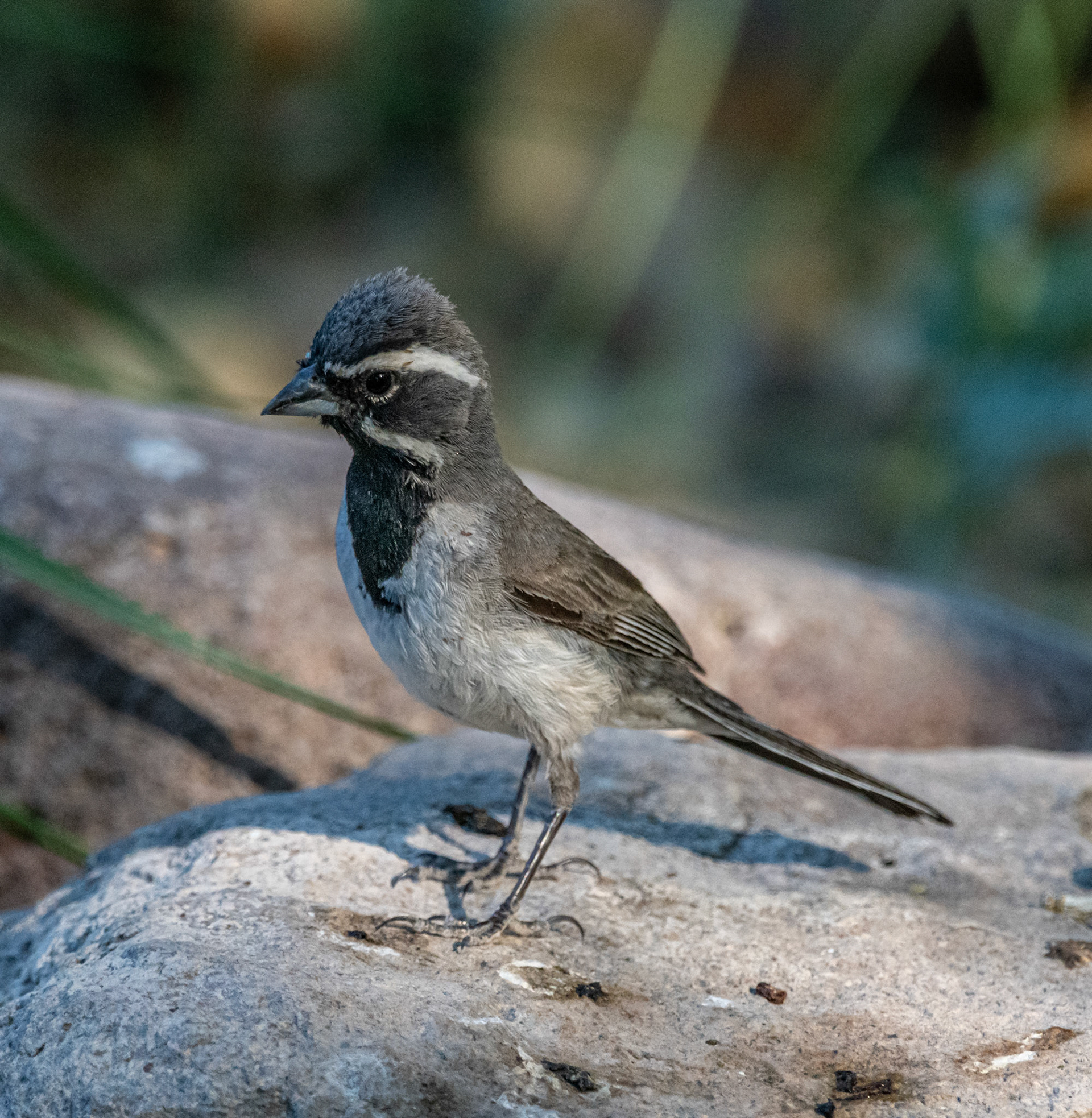 Black-throated sparrow