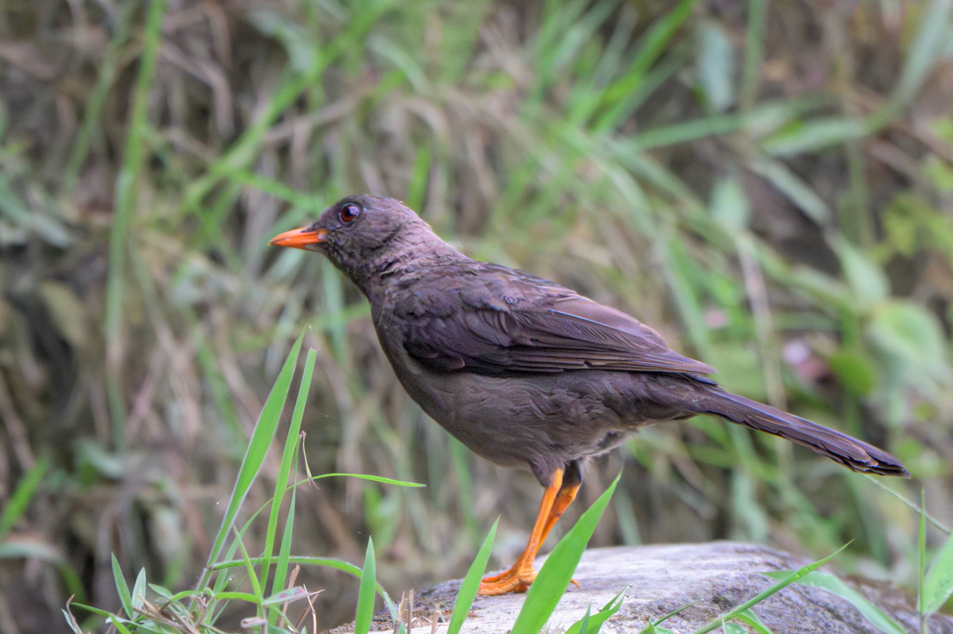 Great Thrush