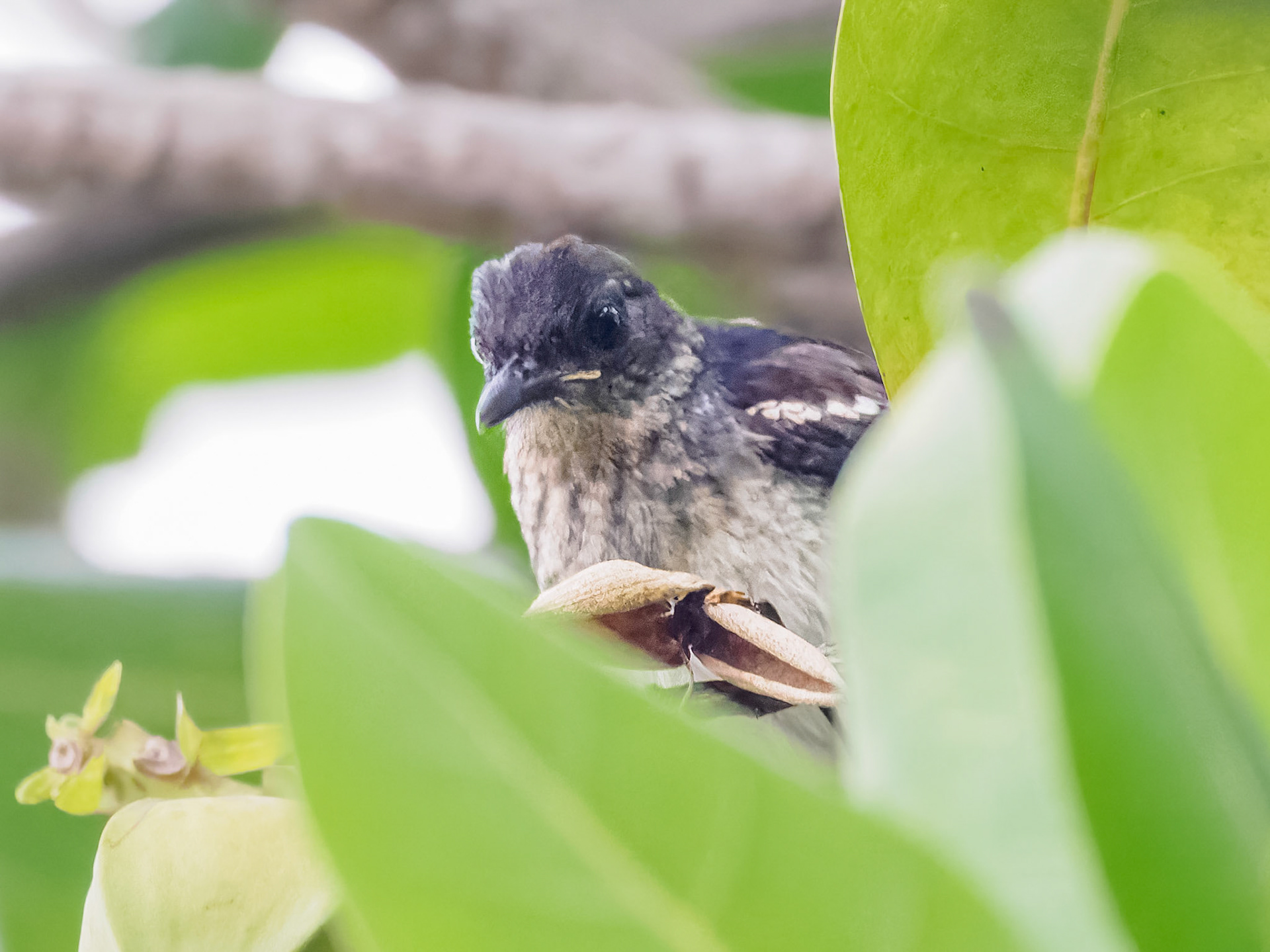 Oriental Magpie-robin