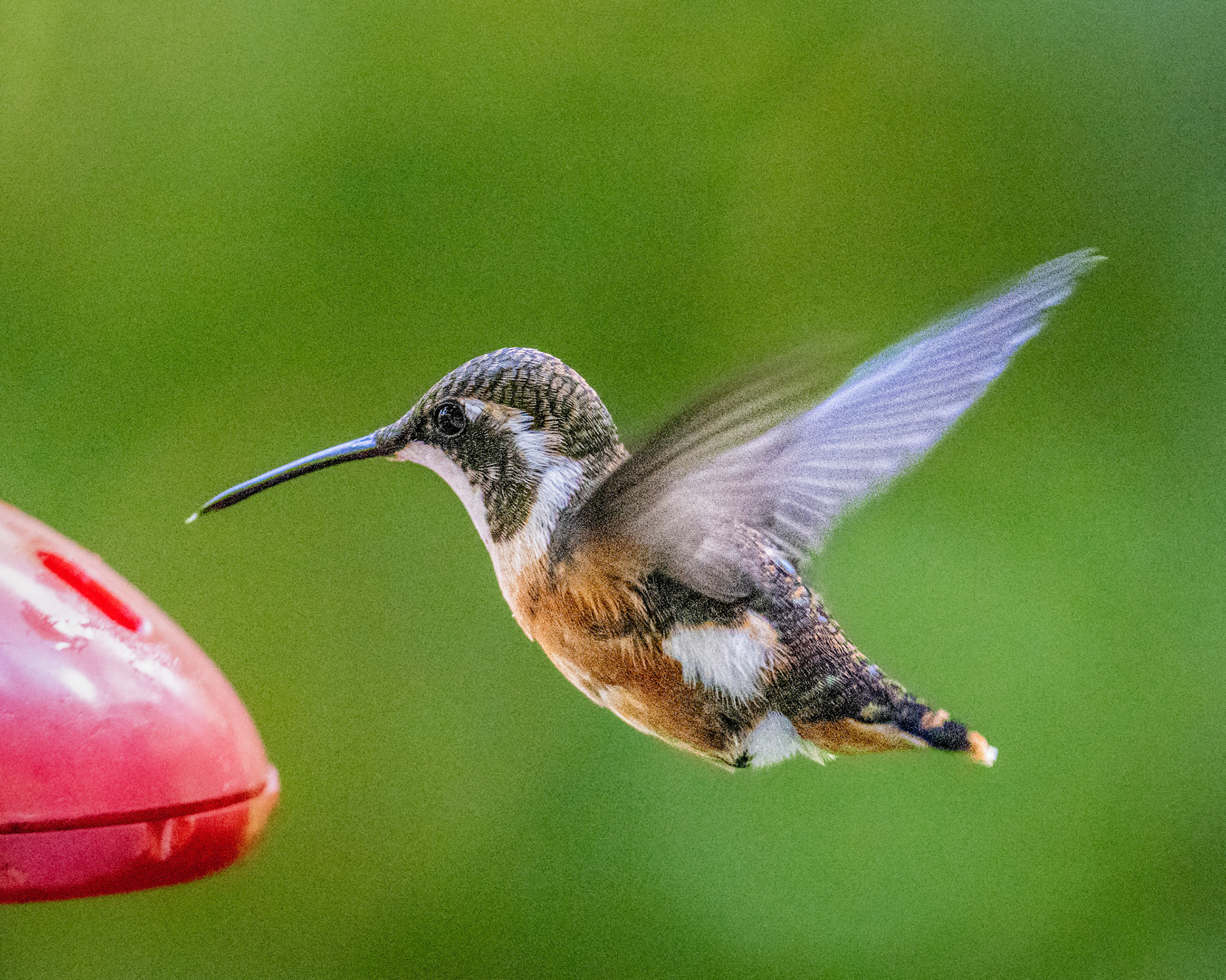 White-bellied woodstar hummingbird