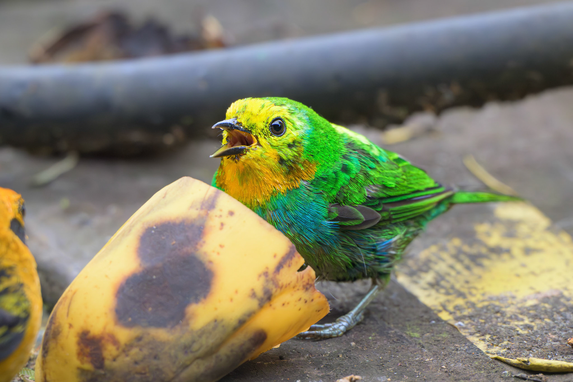 Multicolored Tanager