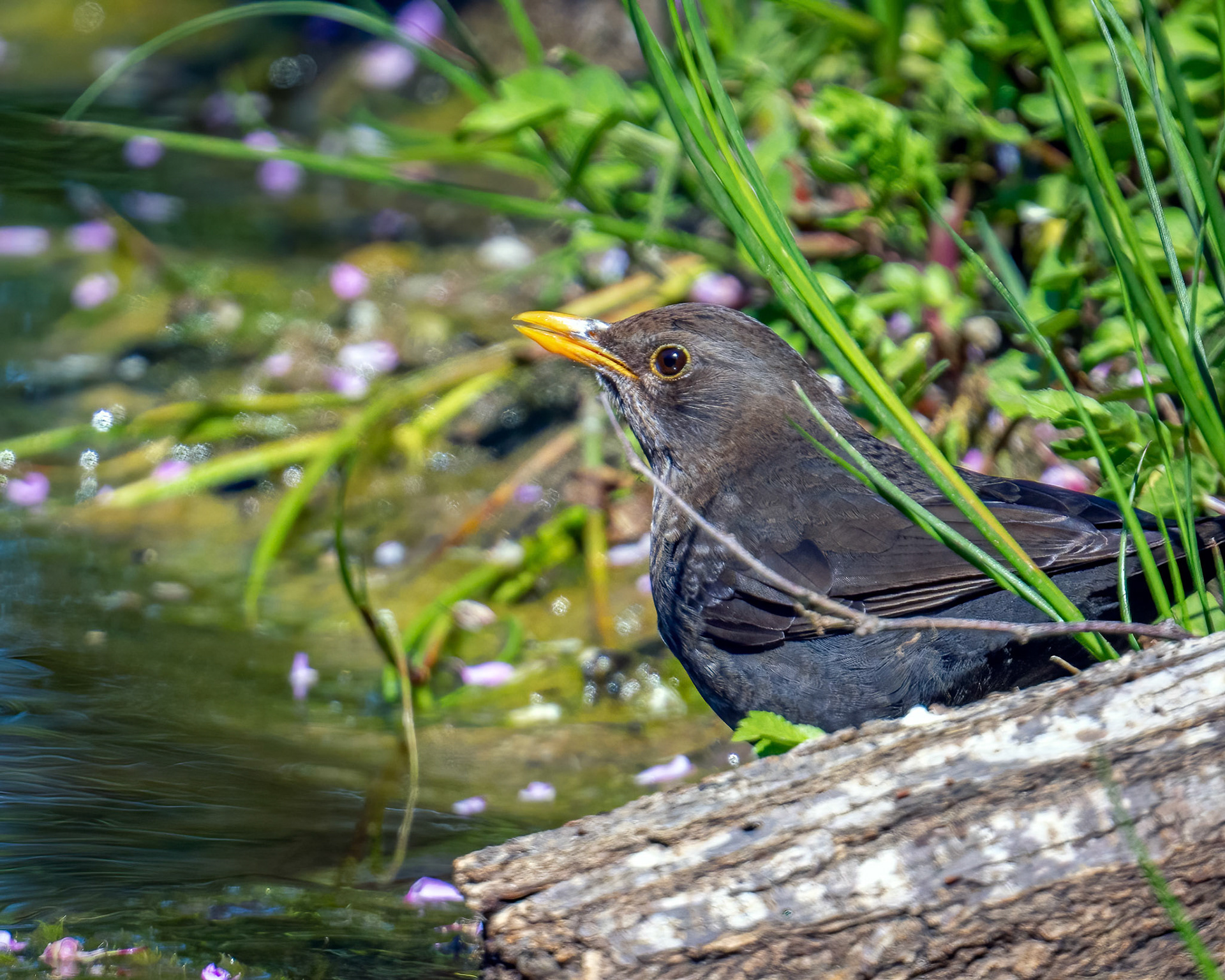 Eurasian blackbird