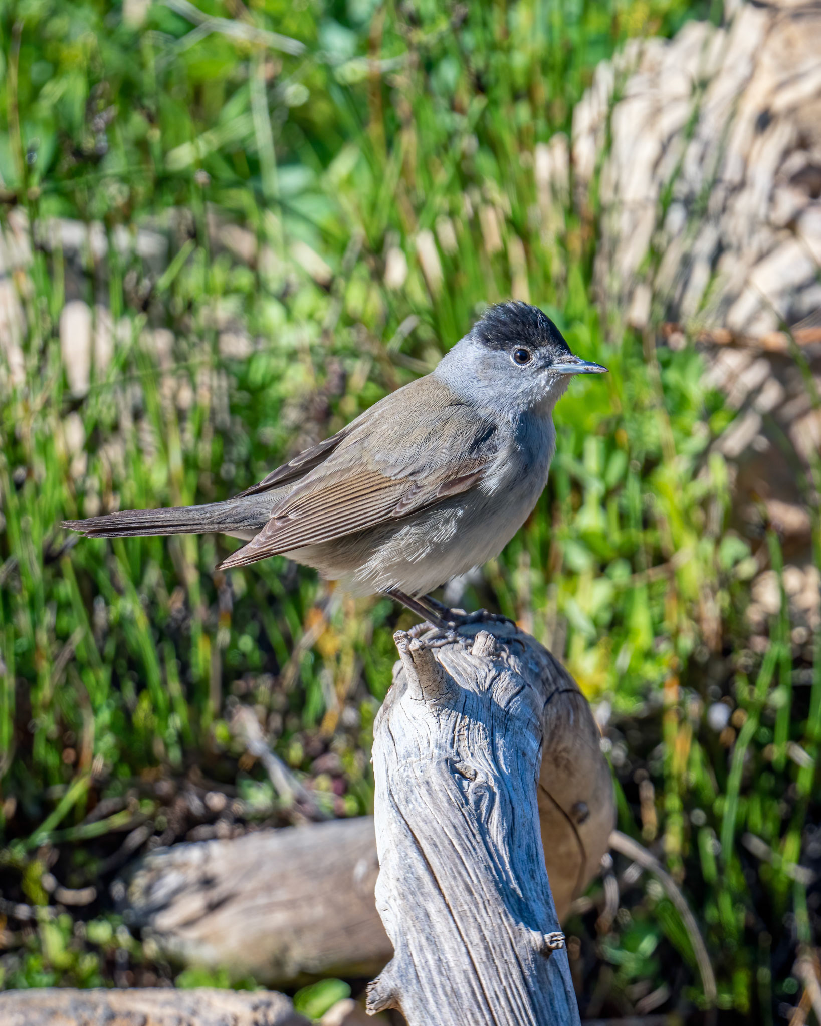 Eurasian blackcap