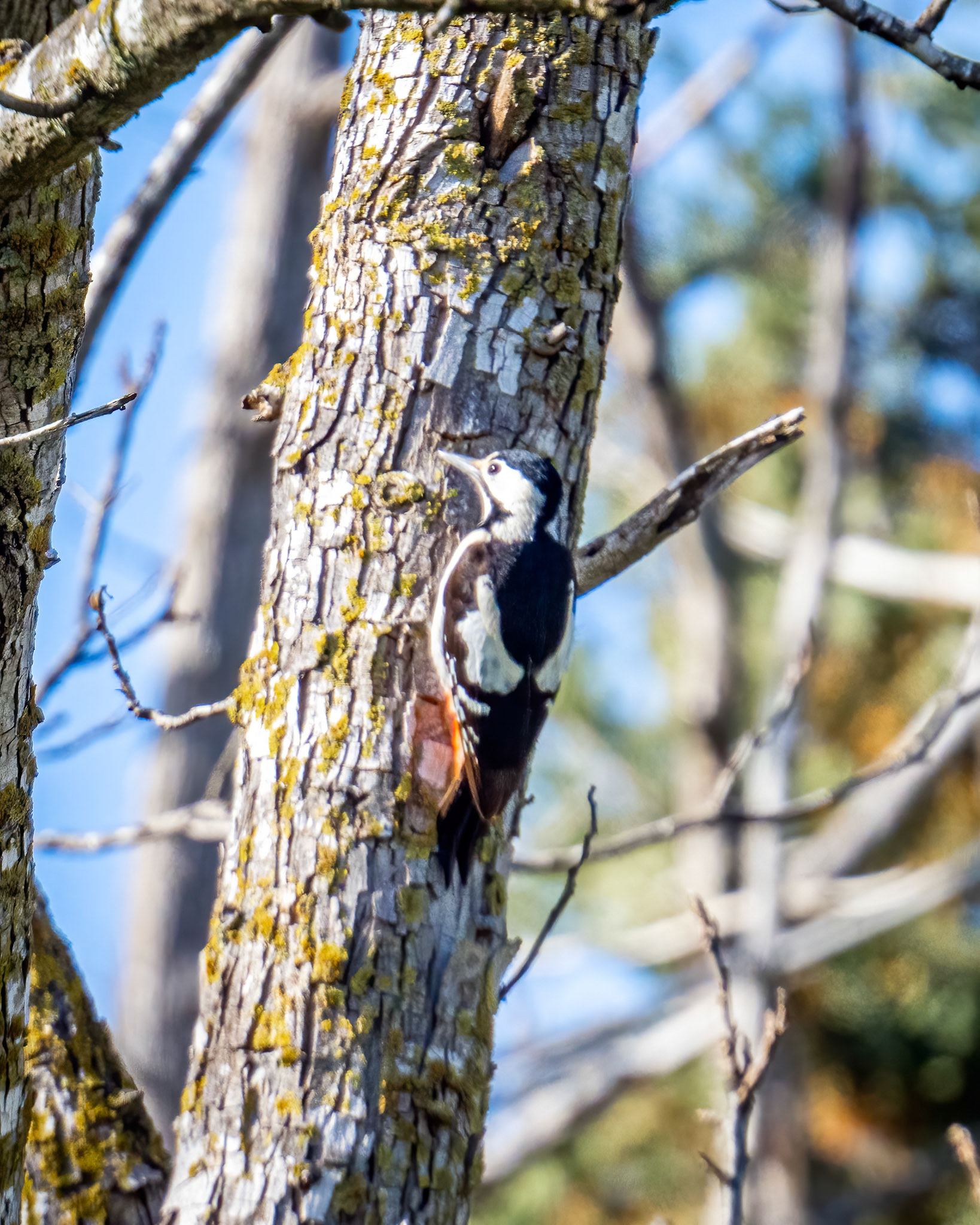 Syrian woodpecker
