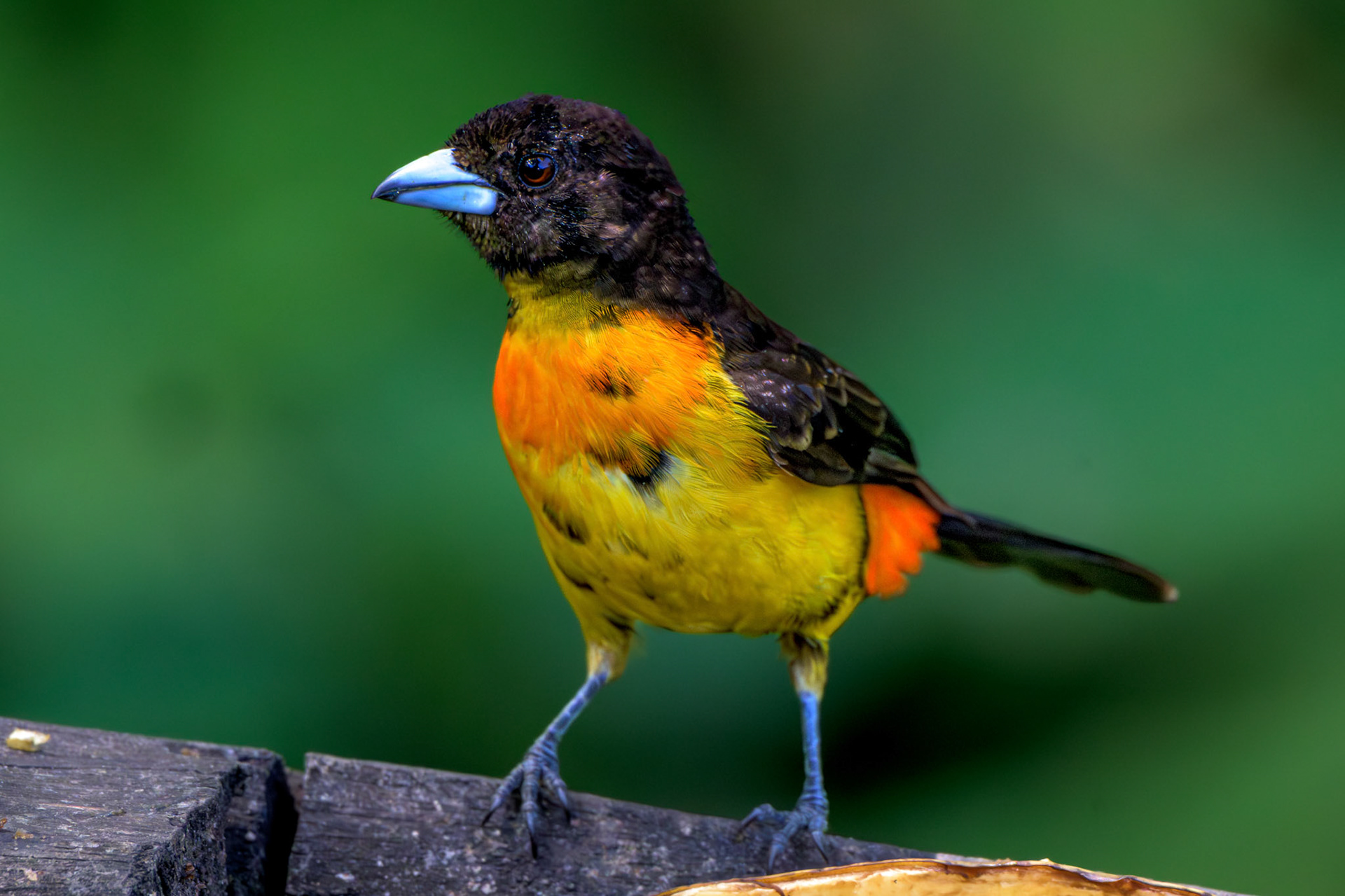 Flame-rumped Tanager