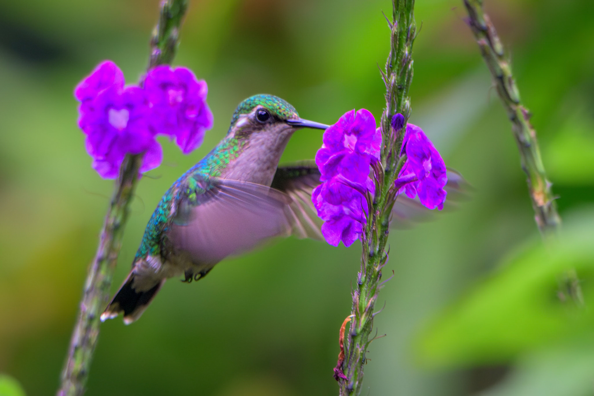 Canivet's Emerald